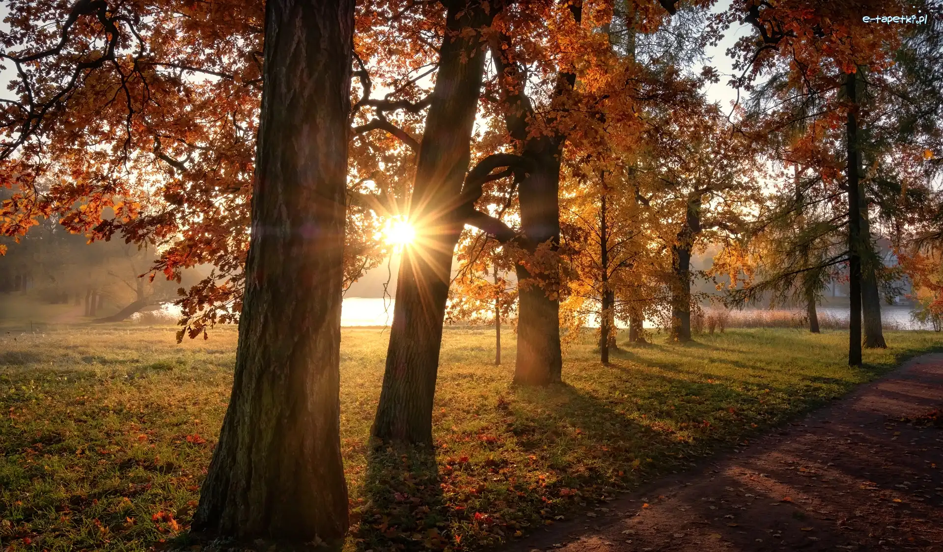 Staw, Park, Rosja, Petersburg, Promienie słońca, Drzewa, Carskie Sioło, Jesień