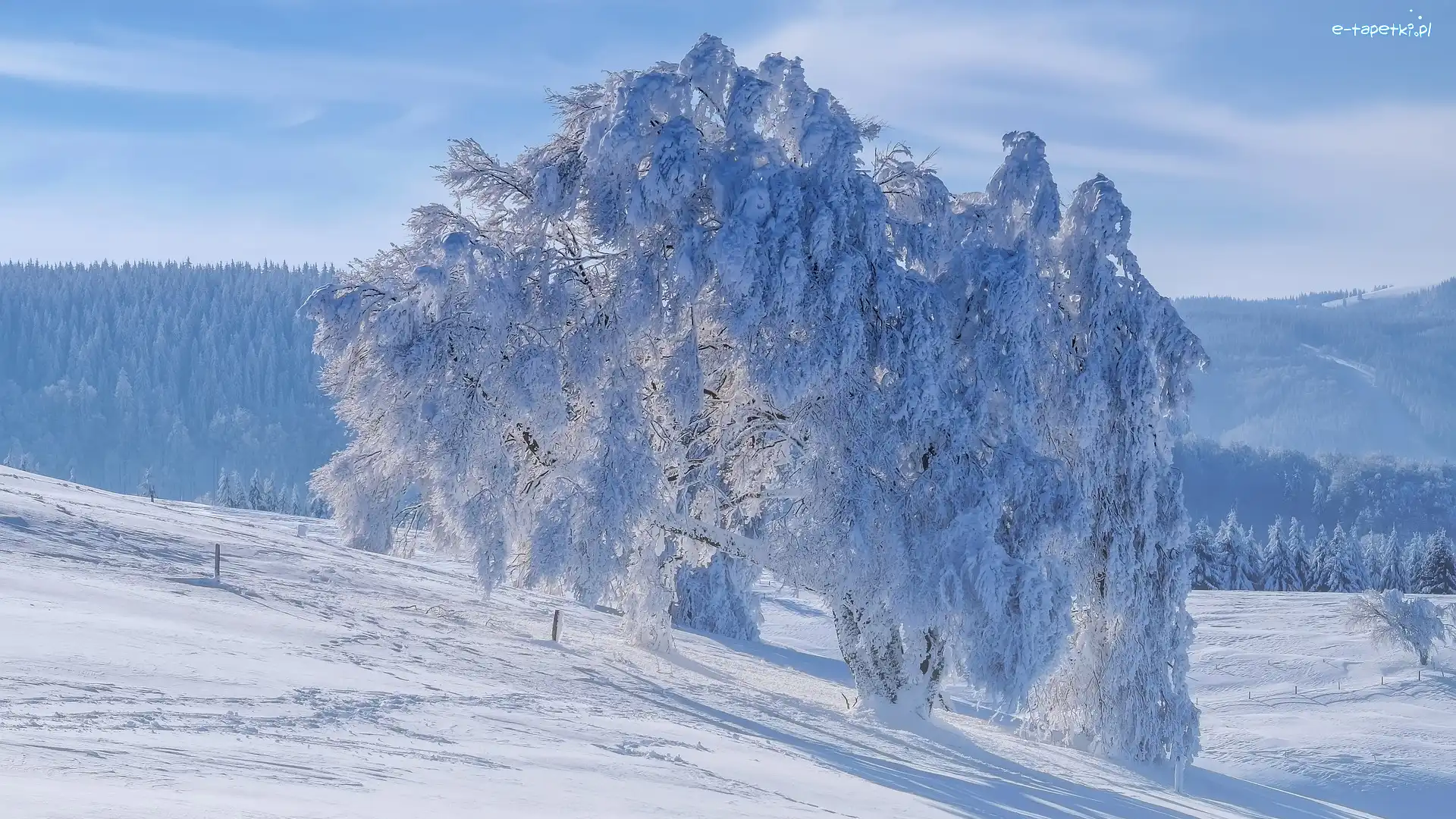 Wzgórza, Drzewo, Ośnieżone, Zima