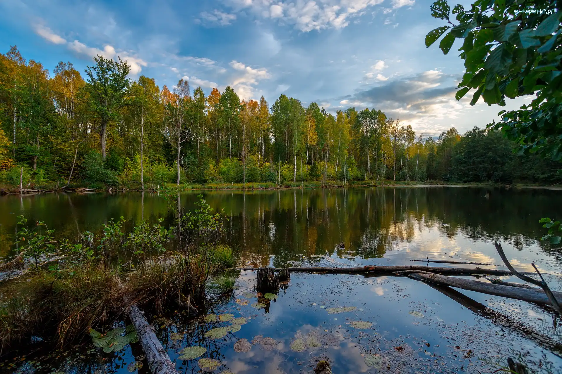 Jezioro, Drzewa, Las, Konar, Rośliny