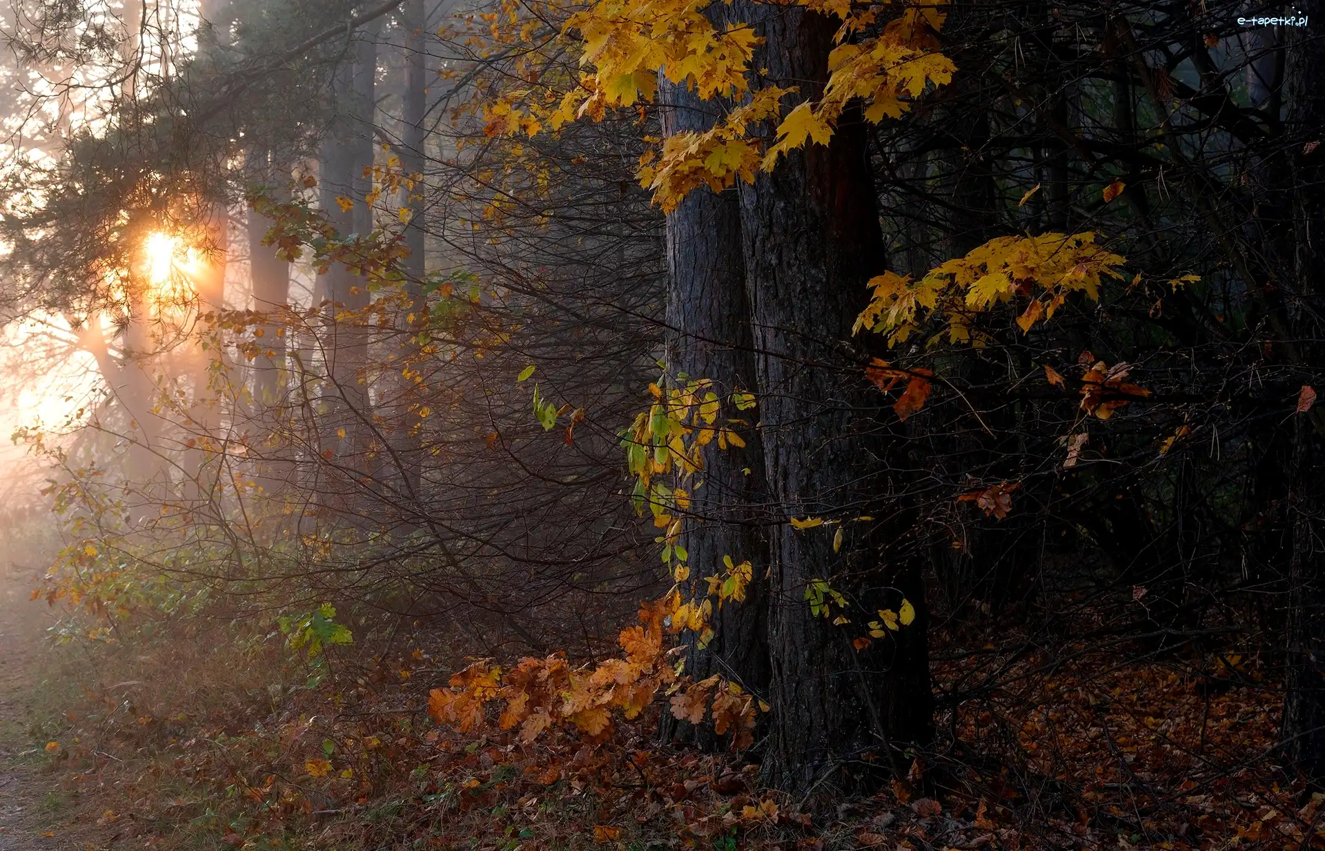 Przebijające światło, Drzewa, Liście, Słoneczne, Las, Jesień