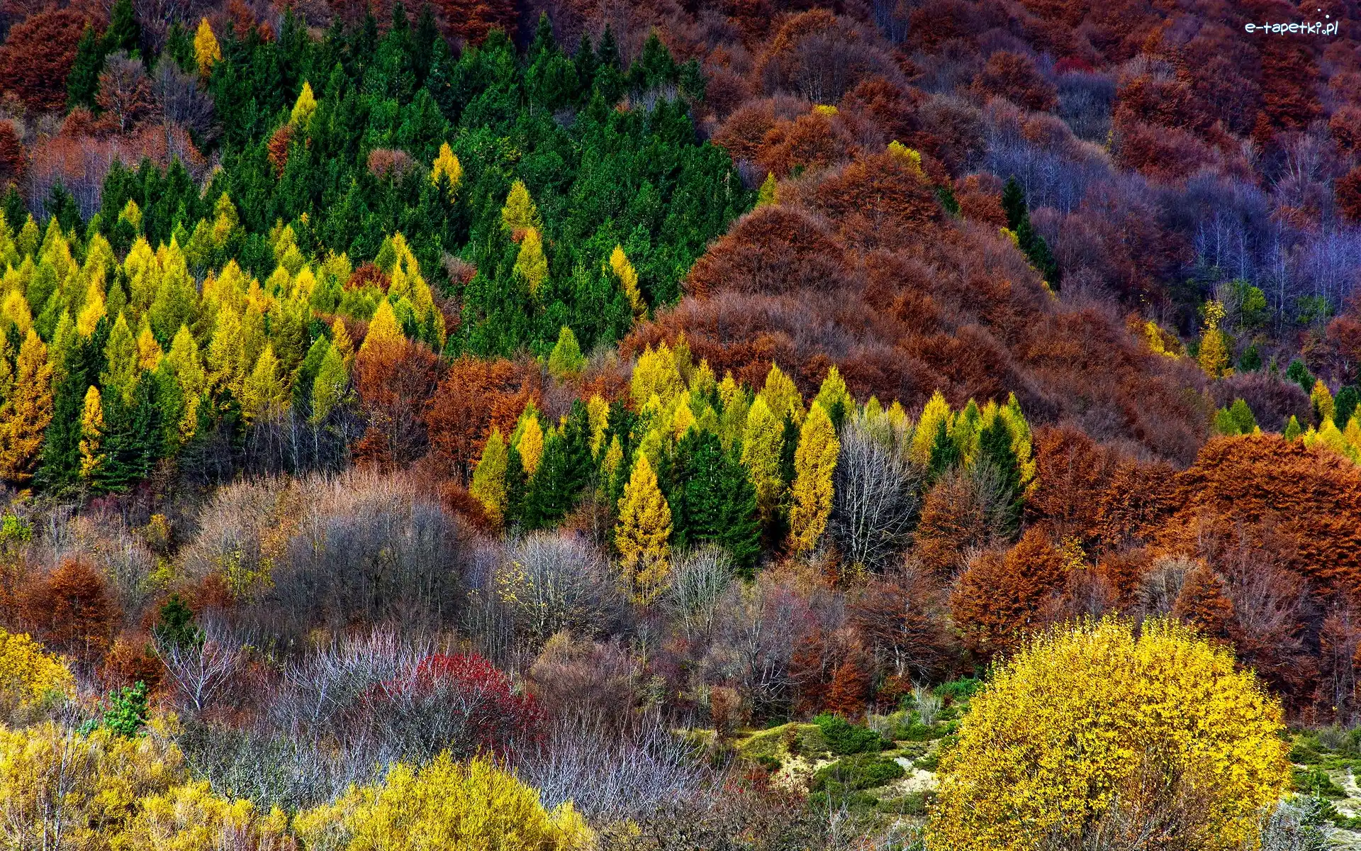 Drzewa, Jesień, Krzewy, Kolorowe