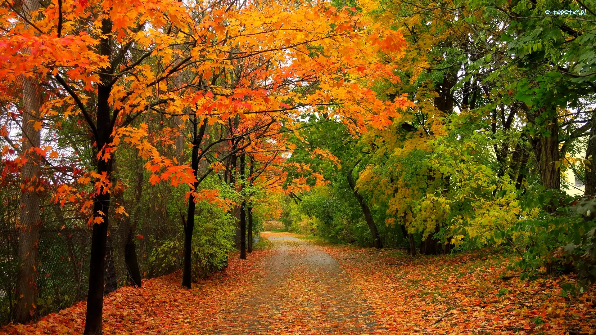 Kolorowe, Droga, Jesień, Liście, Drzewa, Park