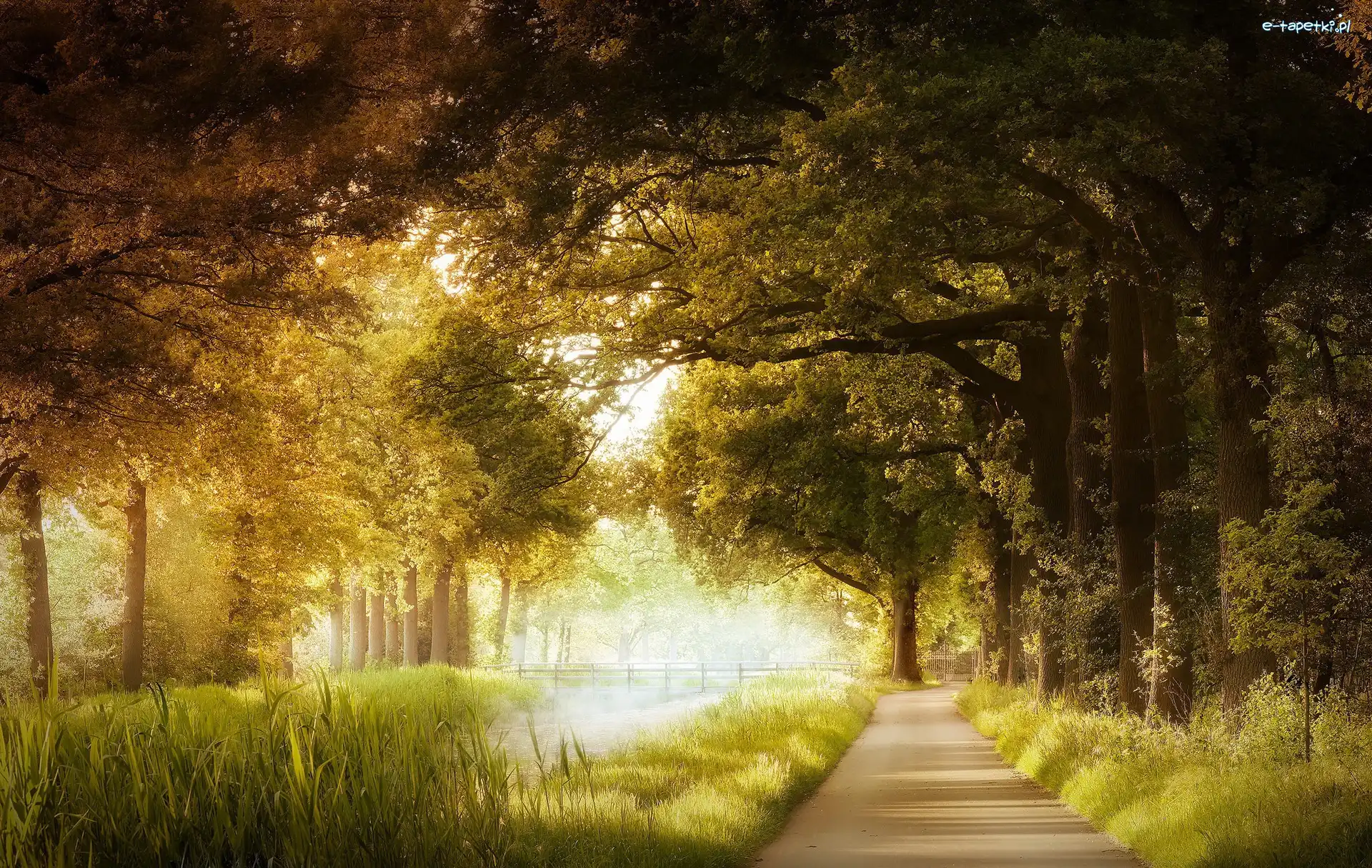 Park, Poranek, Mgła, Jesień, Drzewa