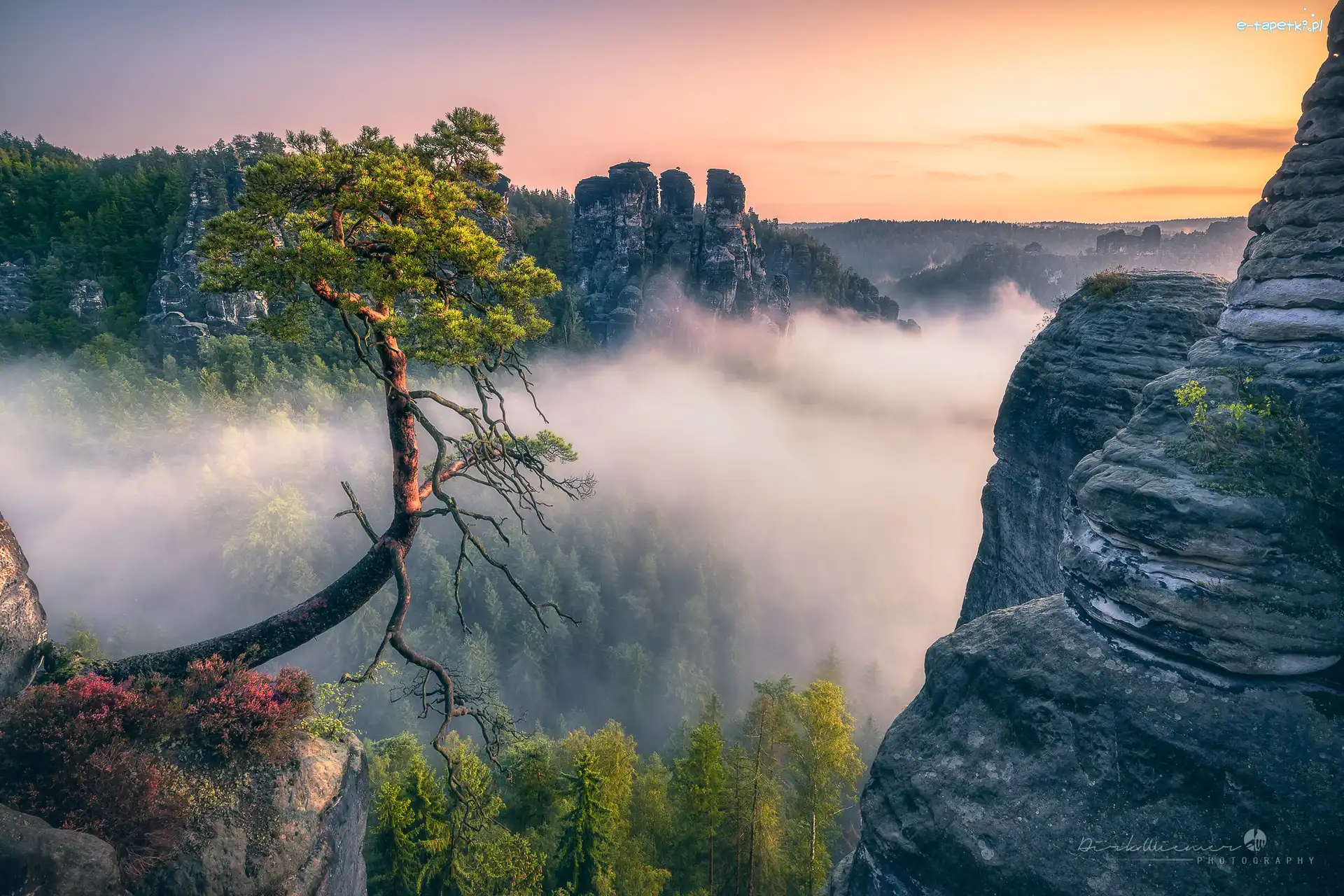 Góry Połabskie, Skały, Niemcy, Sosna, Formacja Bastei, Lasy, Wschód słońca, Park Narodowy Saskiej Szwajcarii