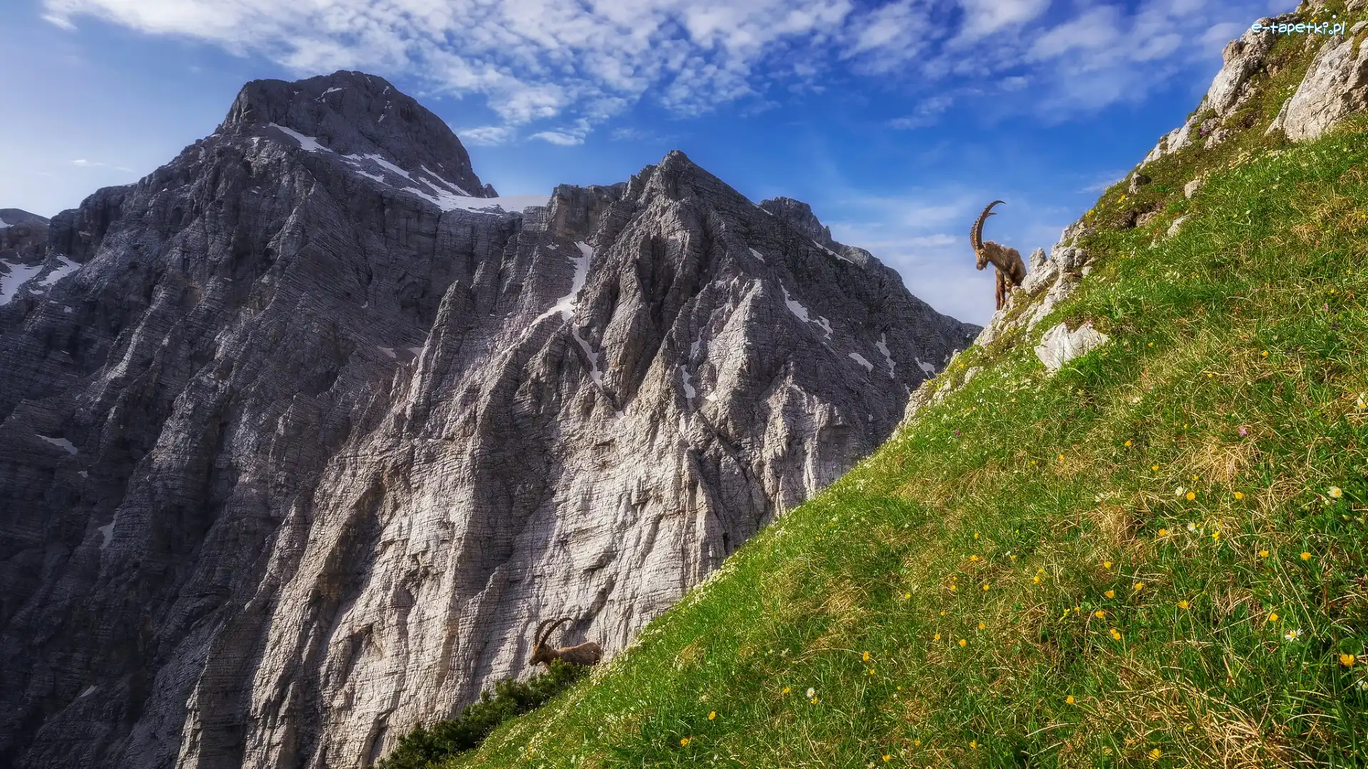 Słowenia, Góra Triglav, Zbocze, Alpy Julijskie, Góry, Koziorożce alpejskie, Dwa