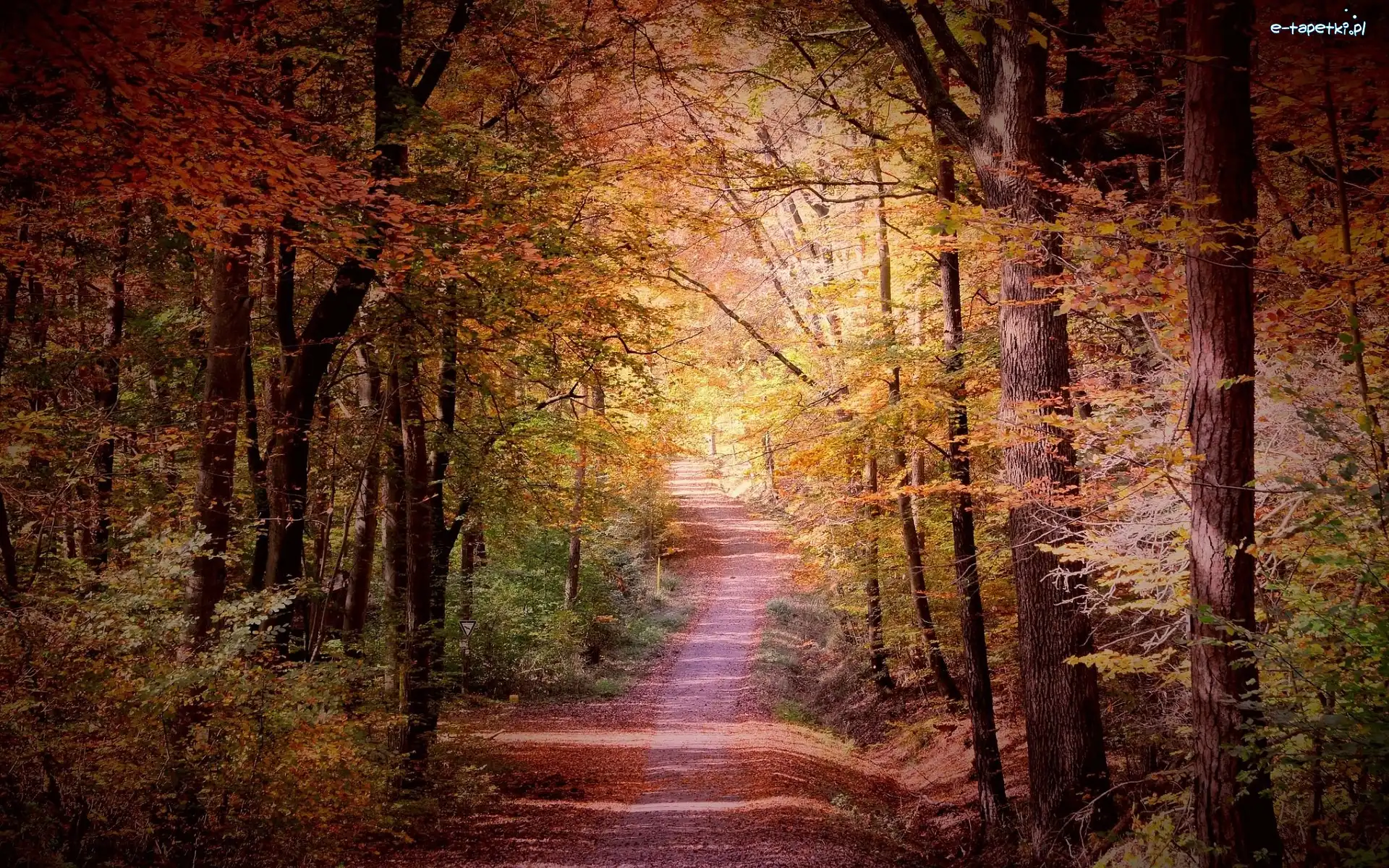 Słoneczny, Drzewa, Droga, Dzień, Las, Jesień