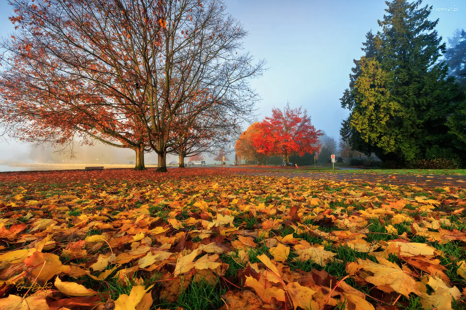 Opadłe, Ławka, Jesień, Liście, Drzewa, Park