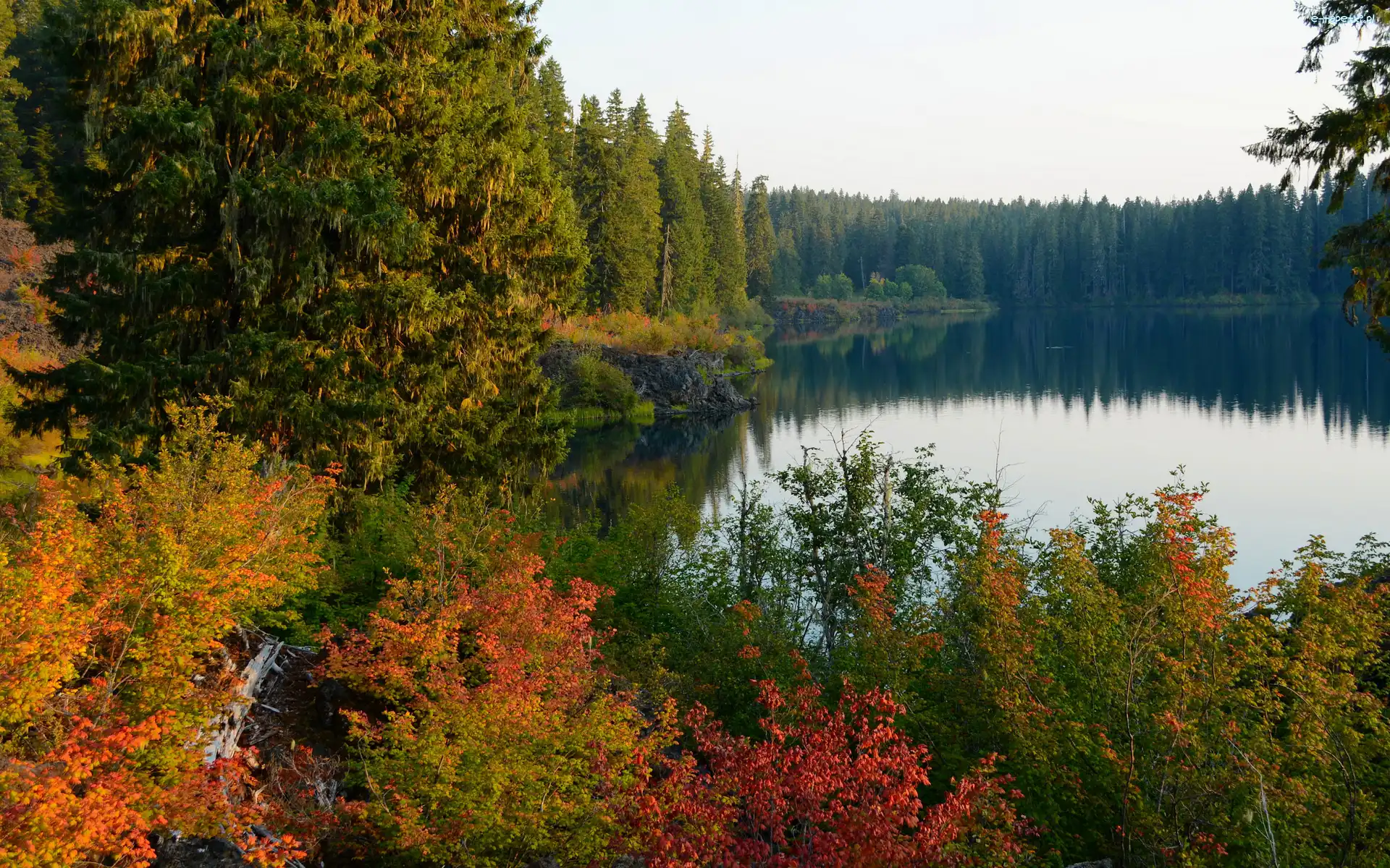 Krzewy, Kolorowe, Drzewa, Jesień, Las, Jezioro