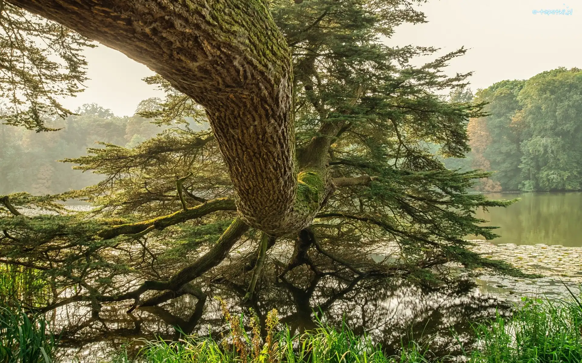Pochylone, Sosna, Drzewo, Jezioro, Pinus serotina