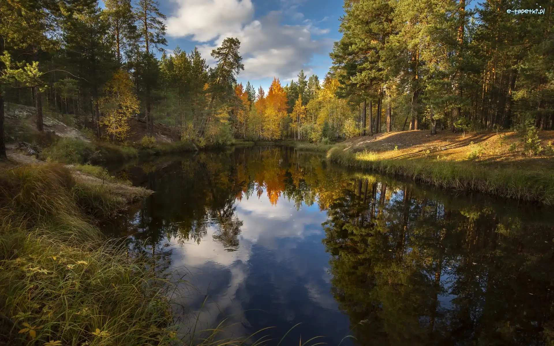 Słoneczny, Drzewa, Odbicie, Dzień, Rzeka, Las