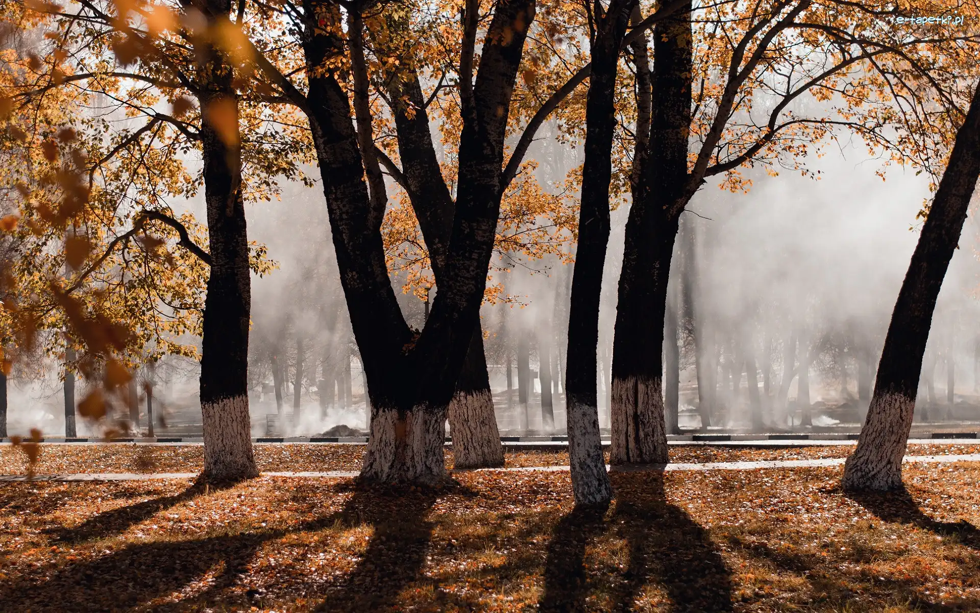 Liście, Drzewa, Pożółkłe, Mgła, Park, Jesień