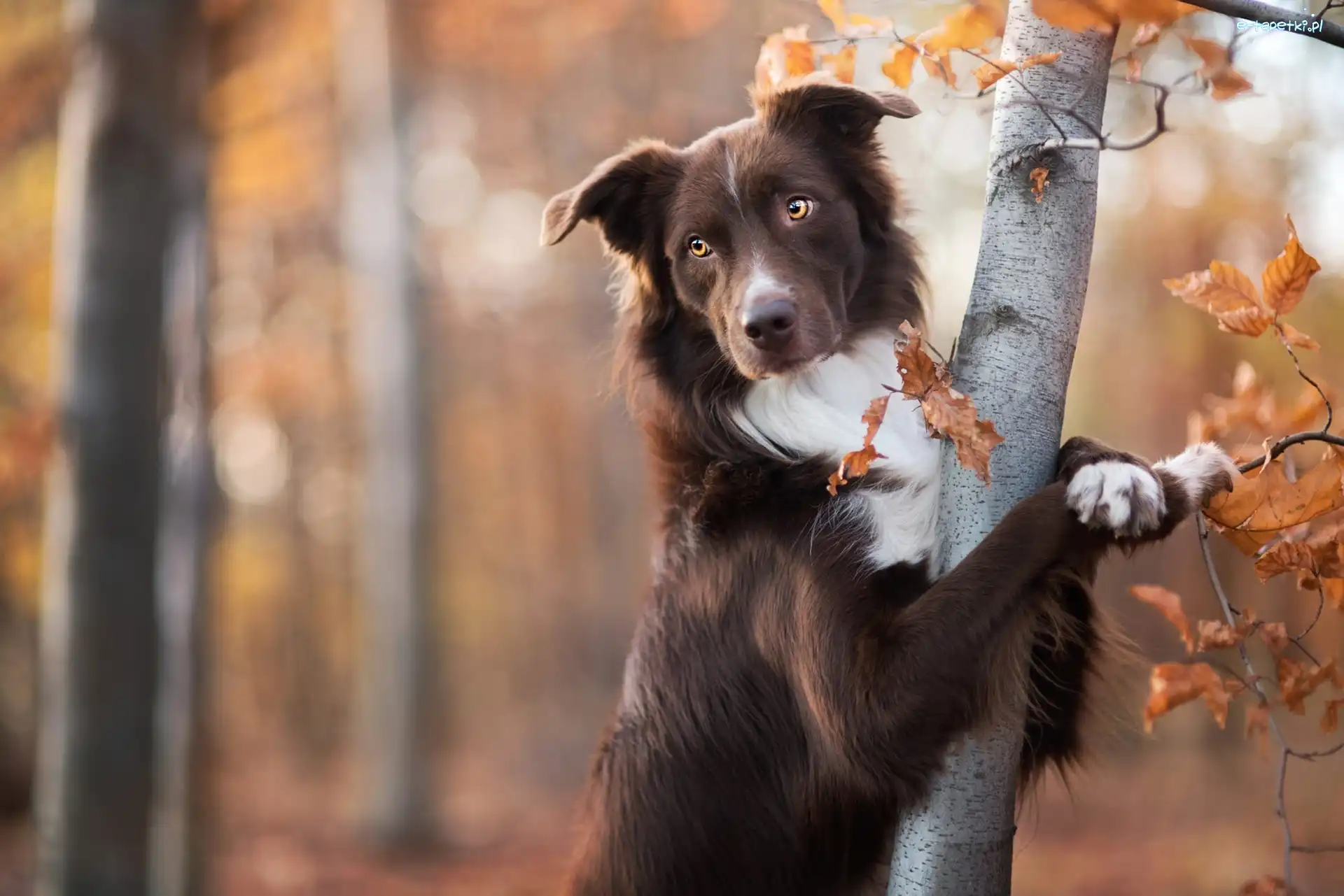 Pies, Drzewo, Border collie, Brązowy