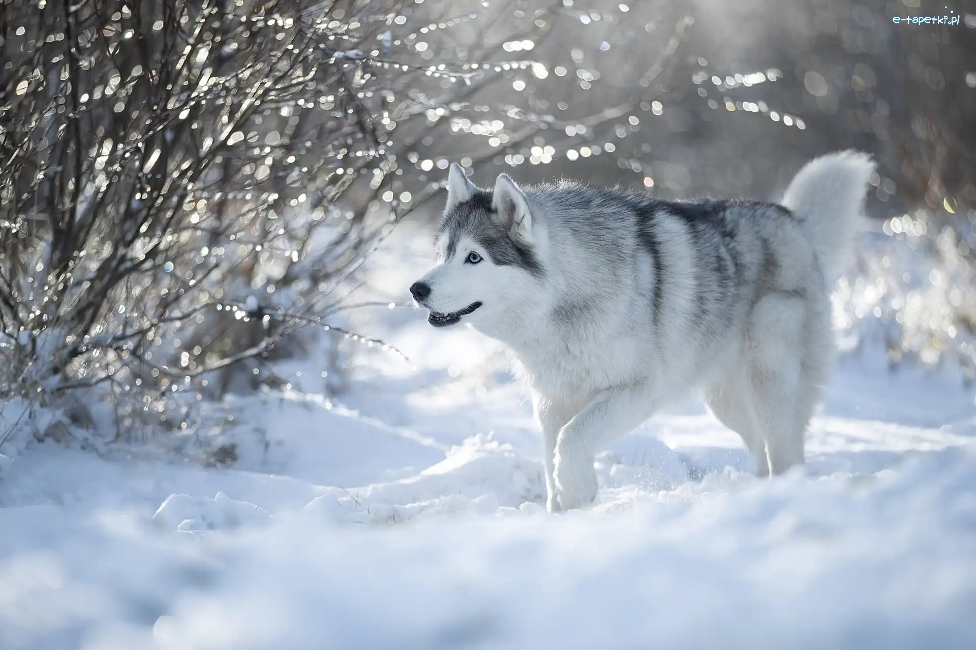 Śnieg, Siberian husky, Pies
