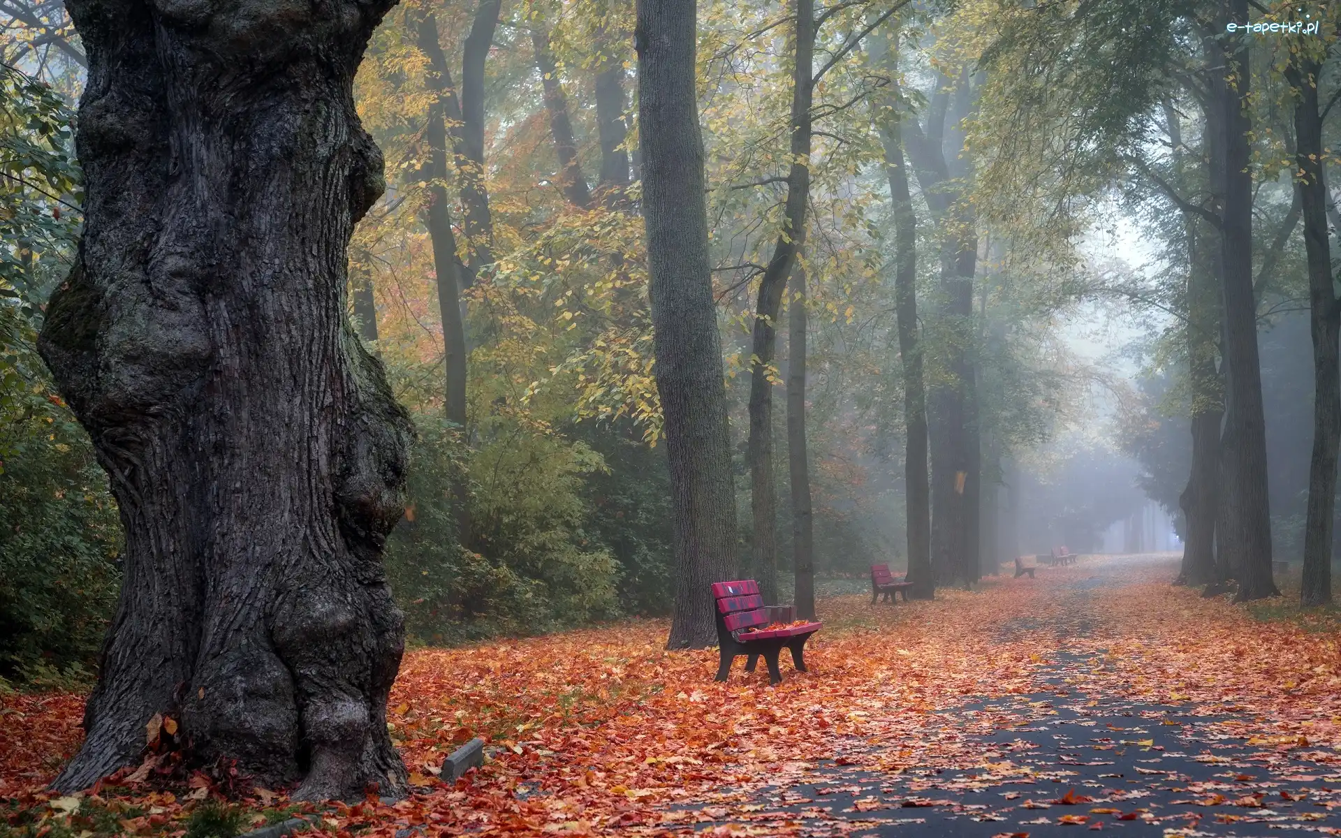 Liście, Mgła, Ławki, Park, Jesień, Drzewa, Alejka