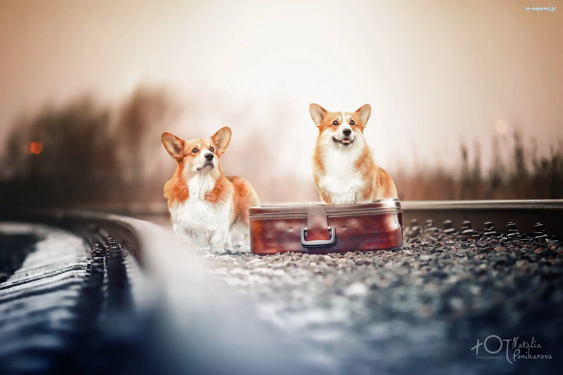 Dwa, Welsh corgi pembroke, Psy, Tory, Walizka
