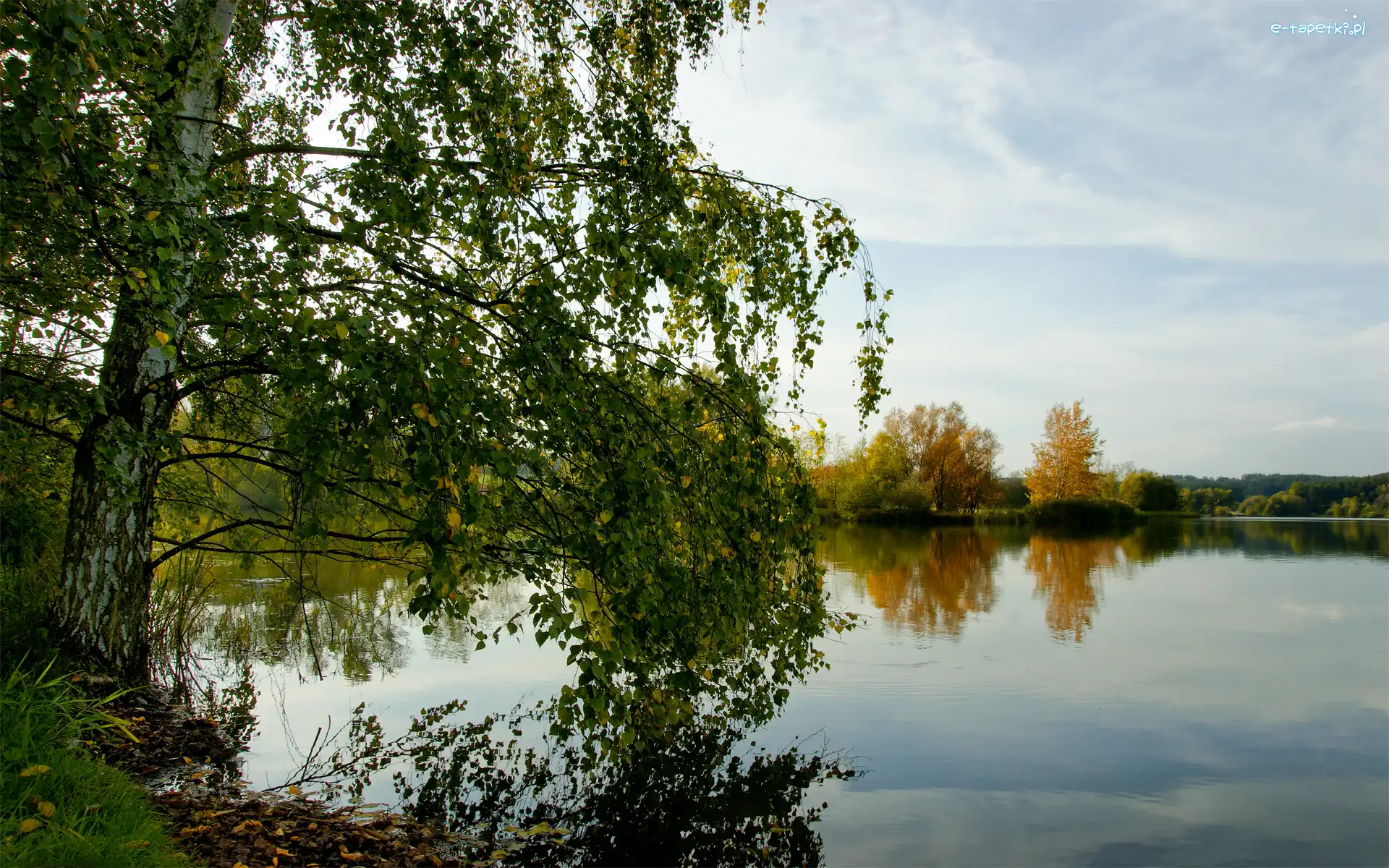 Brzoza, Gałęzie, Jezioro, Drzewa