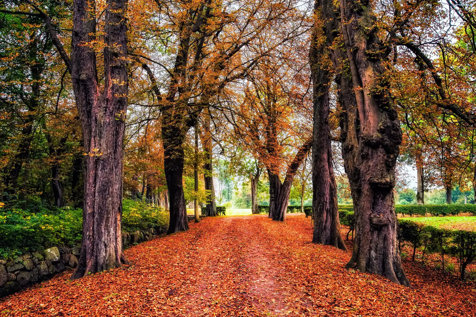 Liście, Aleja, Opadłe, Jesień, Drzewa, Park
