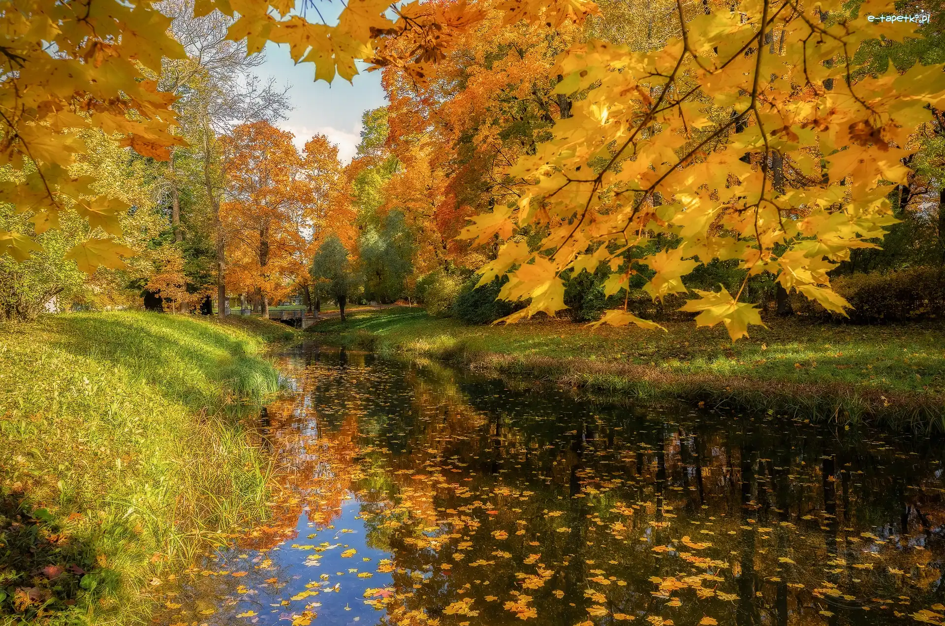 Żółte, Rzeka, Drzewa, Liście, Park, Jesień