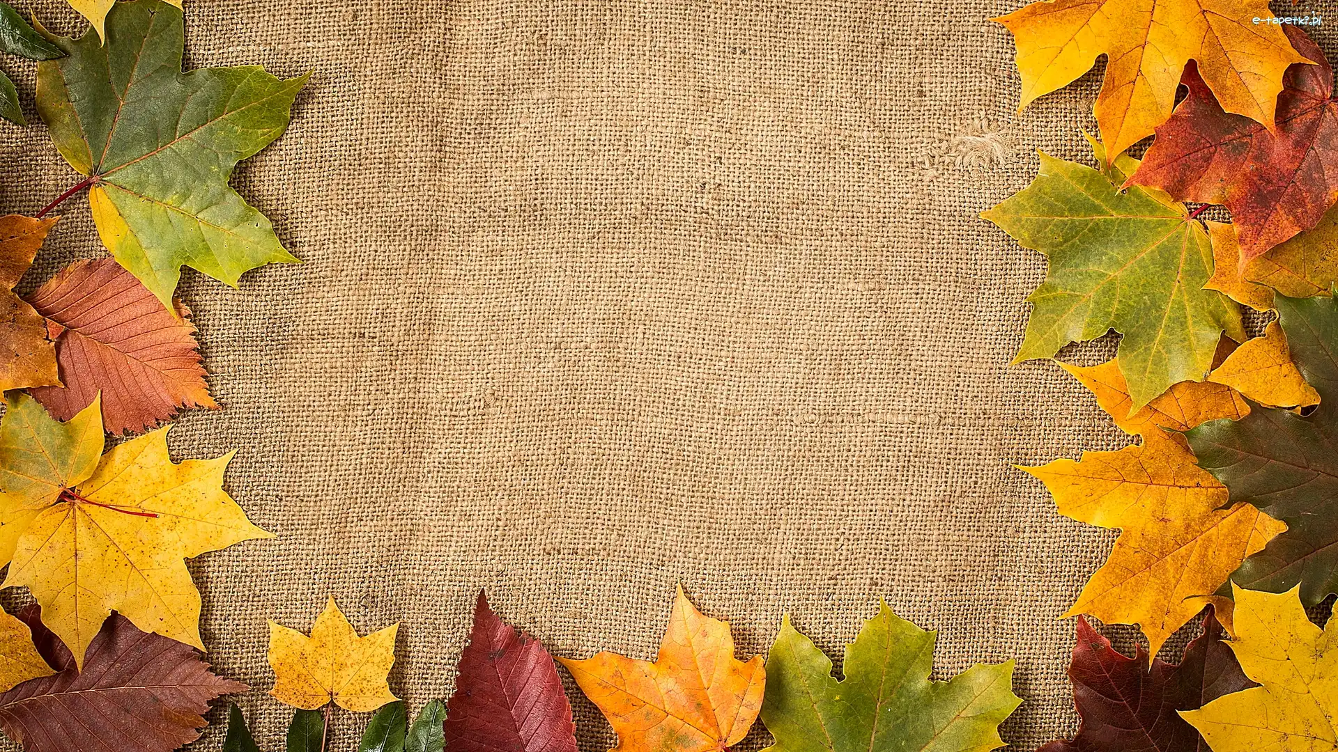 Liście, Materiał, Klonu, Kolorowe