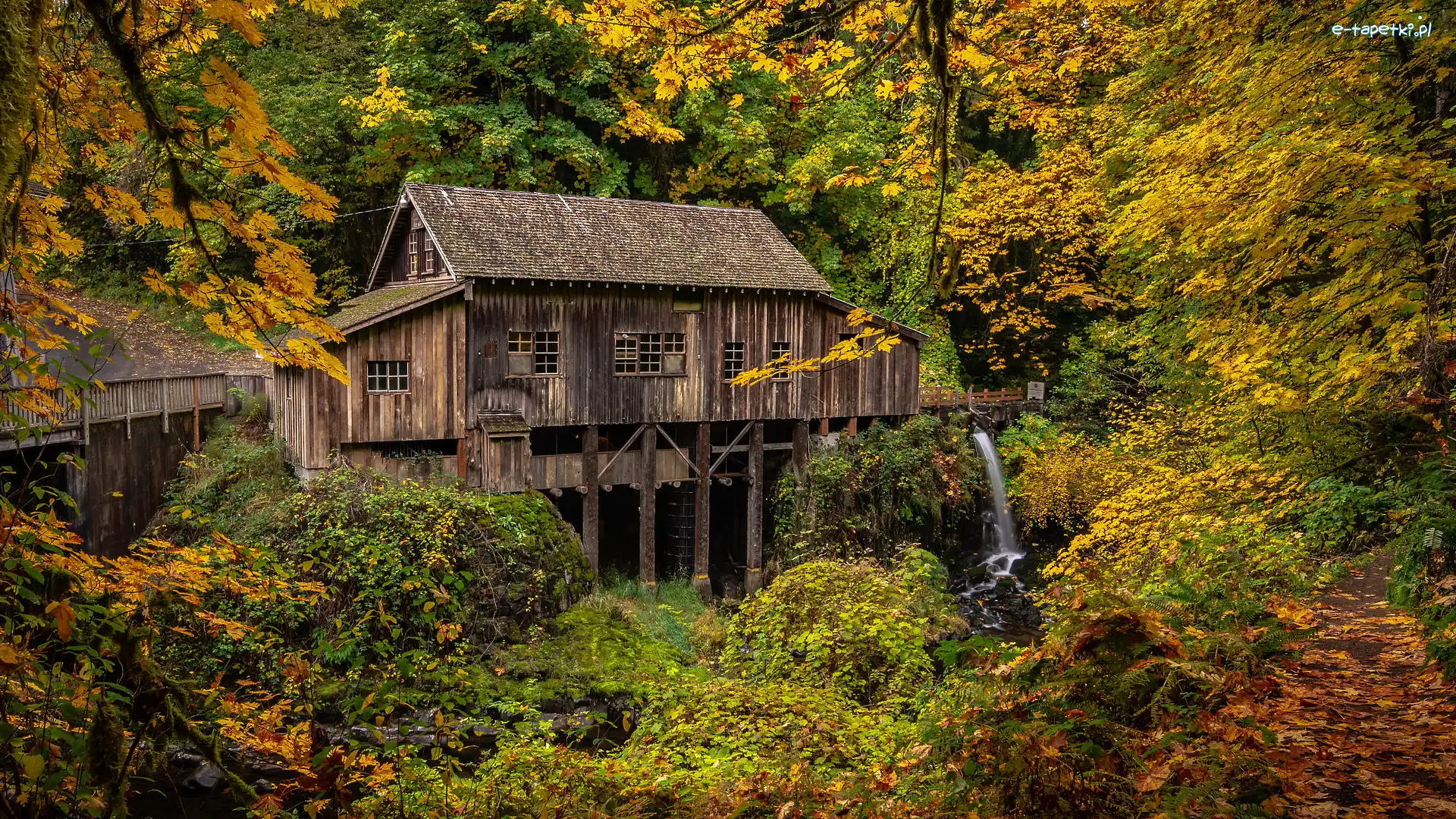 Drzewa, Młyn Cedar Creek Grist Mill, Stany Zjednoczone, Stan Waszyngton, Rzeka, Las, Woodland, Jesień