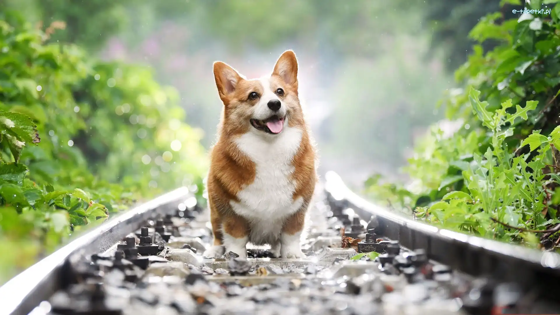Welsh corgi pembroke, Liście, Tory, Pies