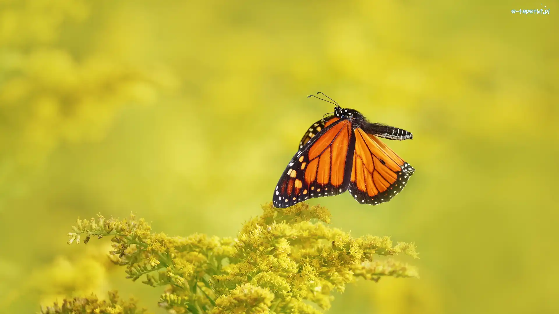 Danaid wędrowny, Roślina, Żółta, Motyl