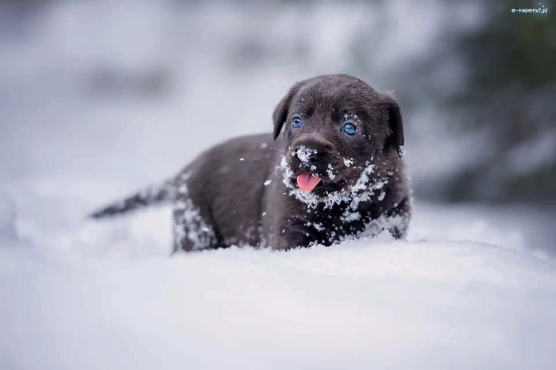 Pies, Labrador retriever, Szczeniak, Śnieg, Zima