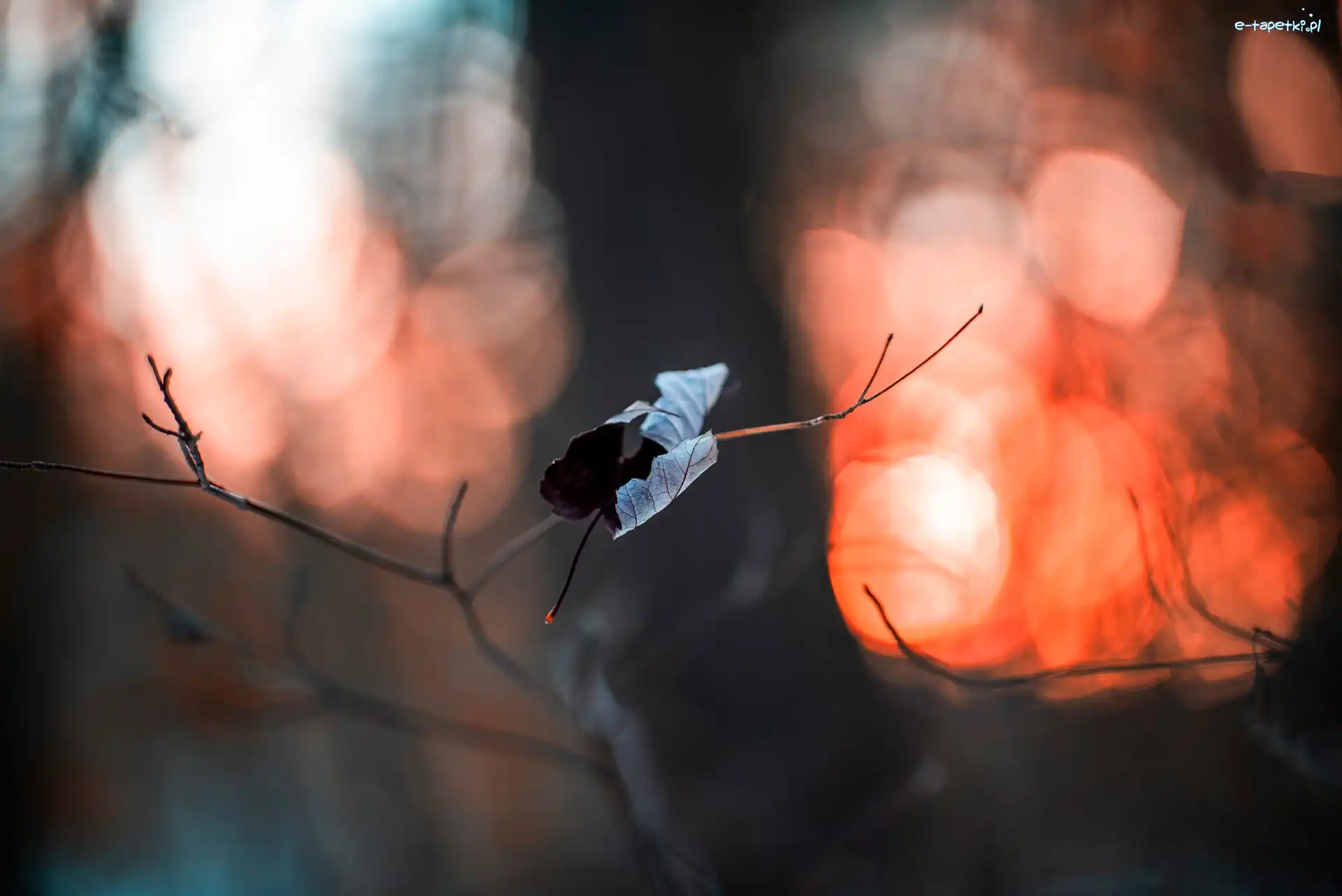 Suchy, Bokeh, Liść, Gałązka