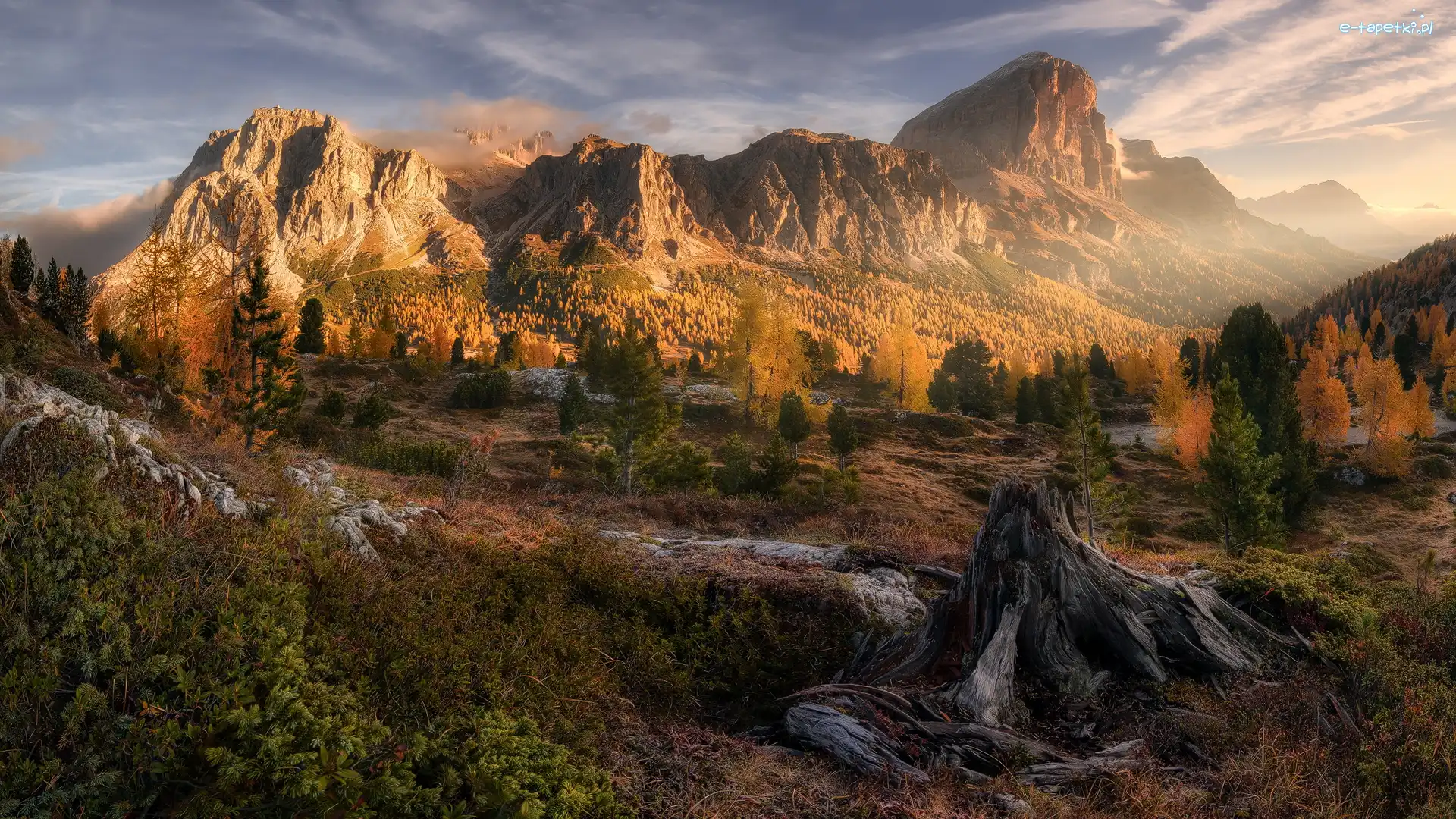 Włochy, Dolomity, Jesień, Góry, Przełęcz Falzarego Pass, Korzeń, Drzewa