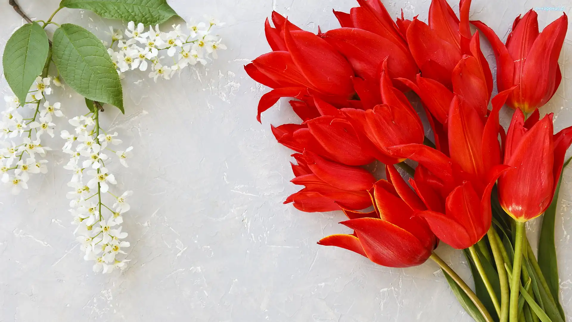 Tło, Gałązka, Białe, Tulipany, Czerwone, Jasne, Kwiatki