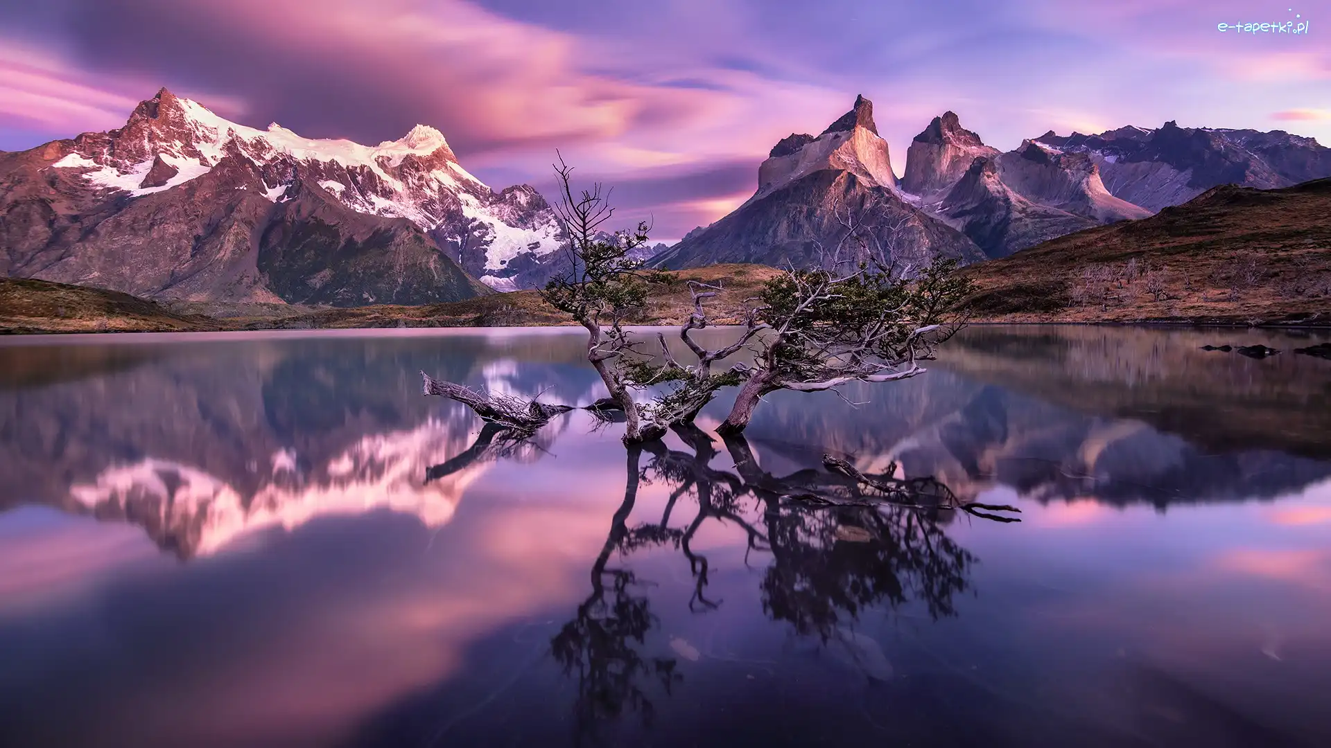 Wschód słońca, Jezioro Pehoe, Chile, Drzewa, Masyw Torres del Paine, Zanurzone, Konary, Park Narodowy Torres del Paine, Góry Cordillera del Paine, Patagonia