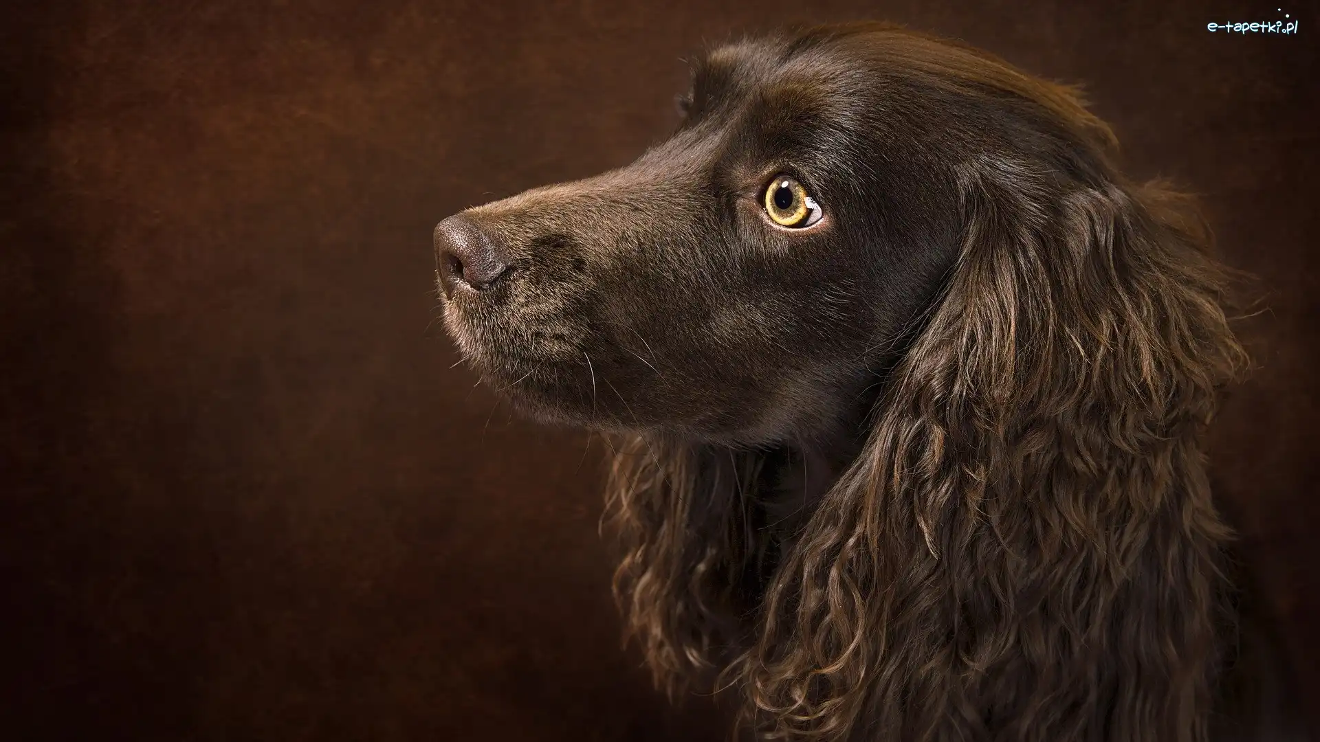 Brązowy, Długie, Pies, Cocker spaniel angielski, Uszy