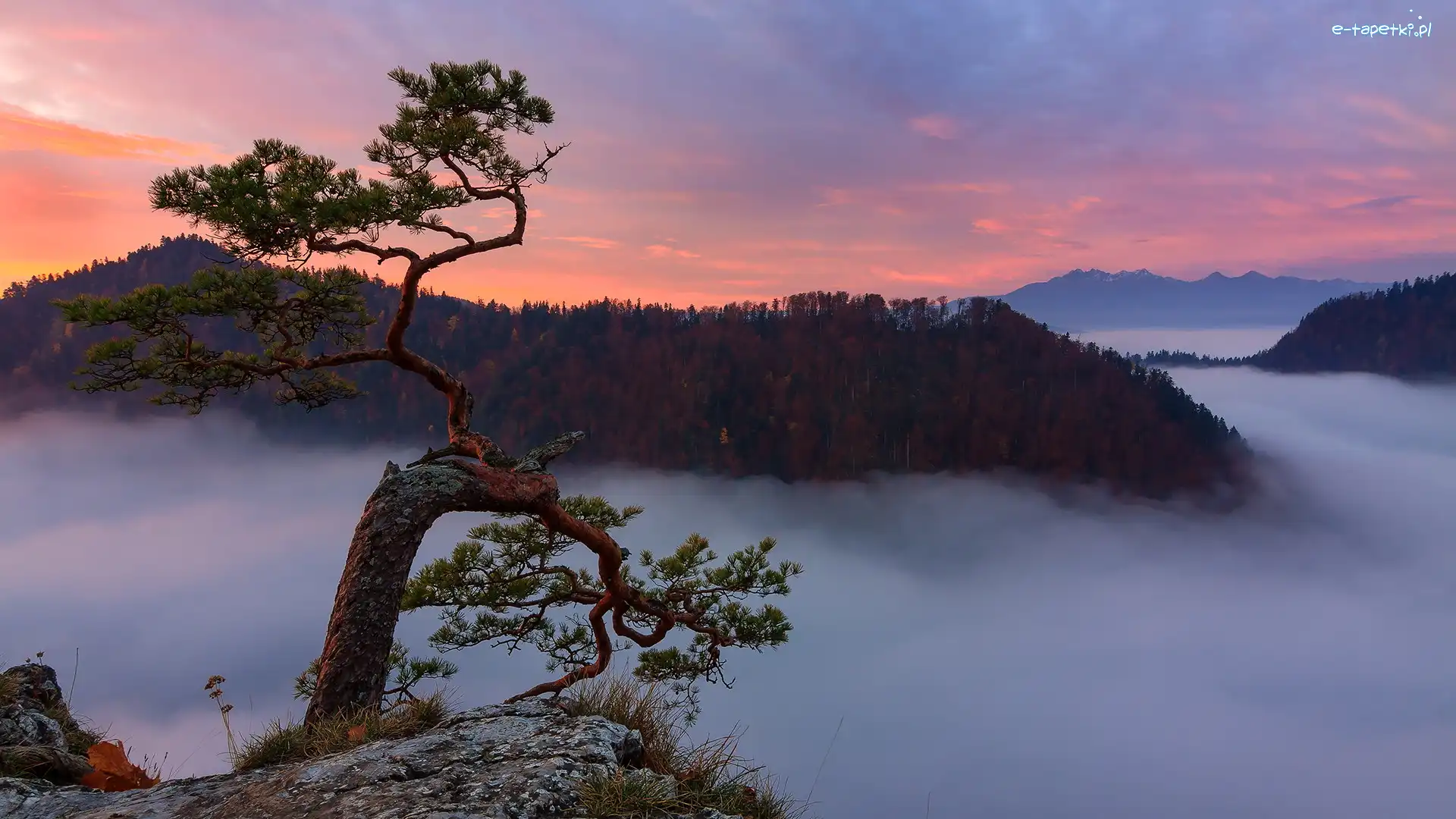 Polska, Wschód słońca, Skały, Pieniny, Mgła, Szczyt, Pieniński Park Narodowy, Sosna, Sokolica, Góry, Drzewo