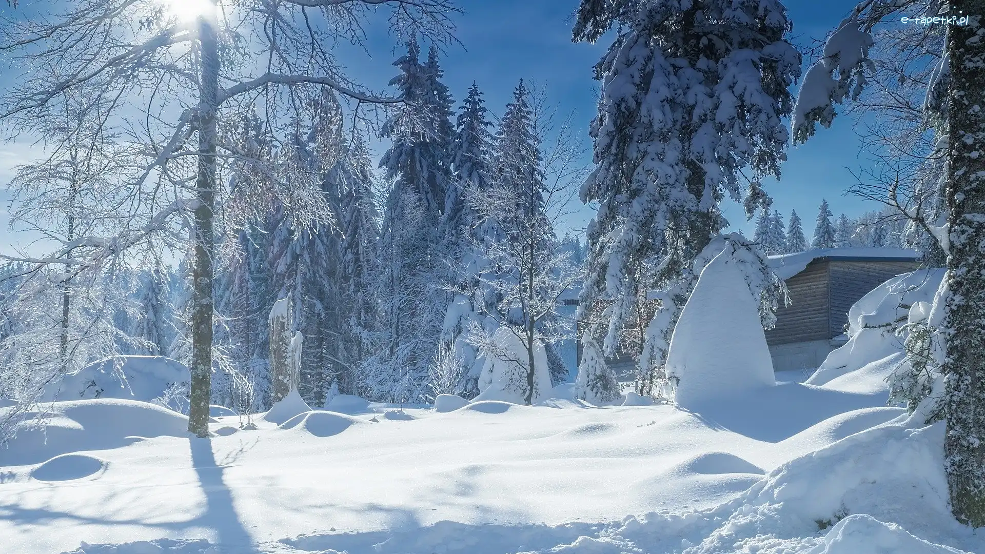 Zima, Drewniana, Chata, Drzewa, Śnieg, Dzień, Słoneczny
