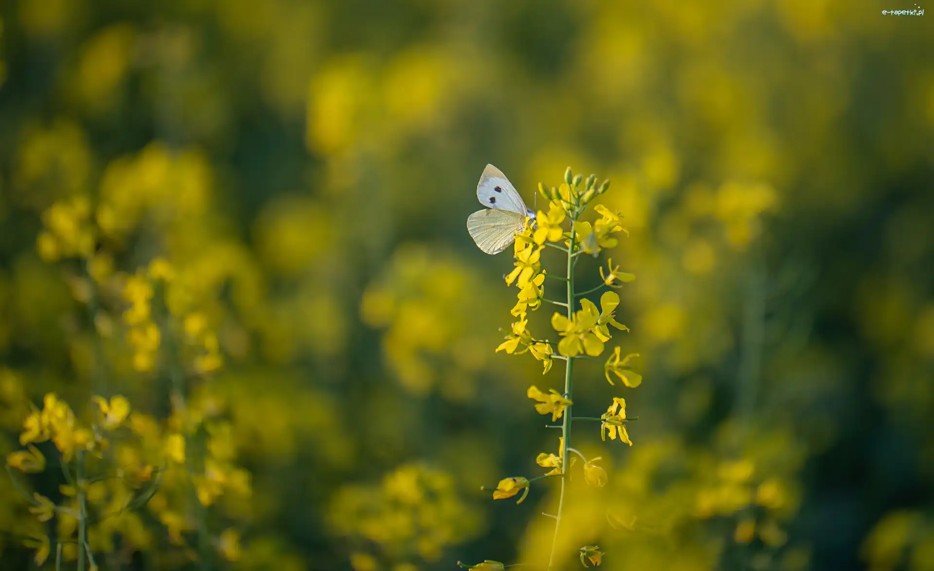 Motyl, Roślina, Bielinek, Rozmycie, Rzepak