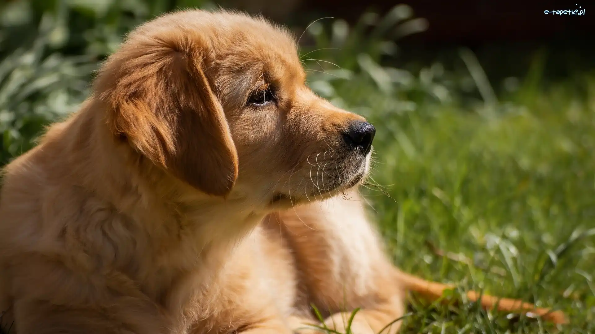 Szczeniak, Profil, Golden retriever, Pies
