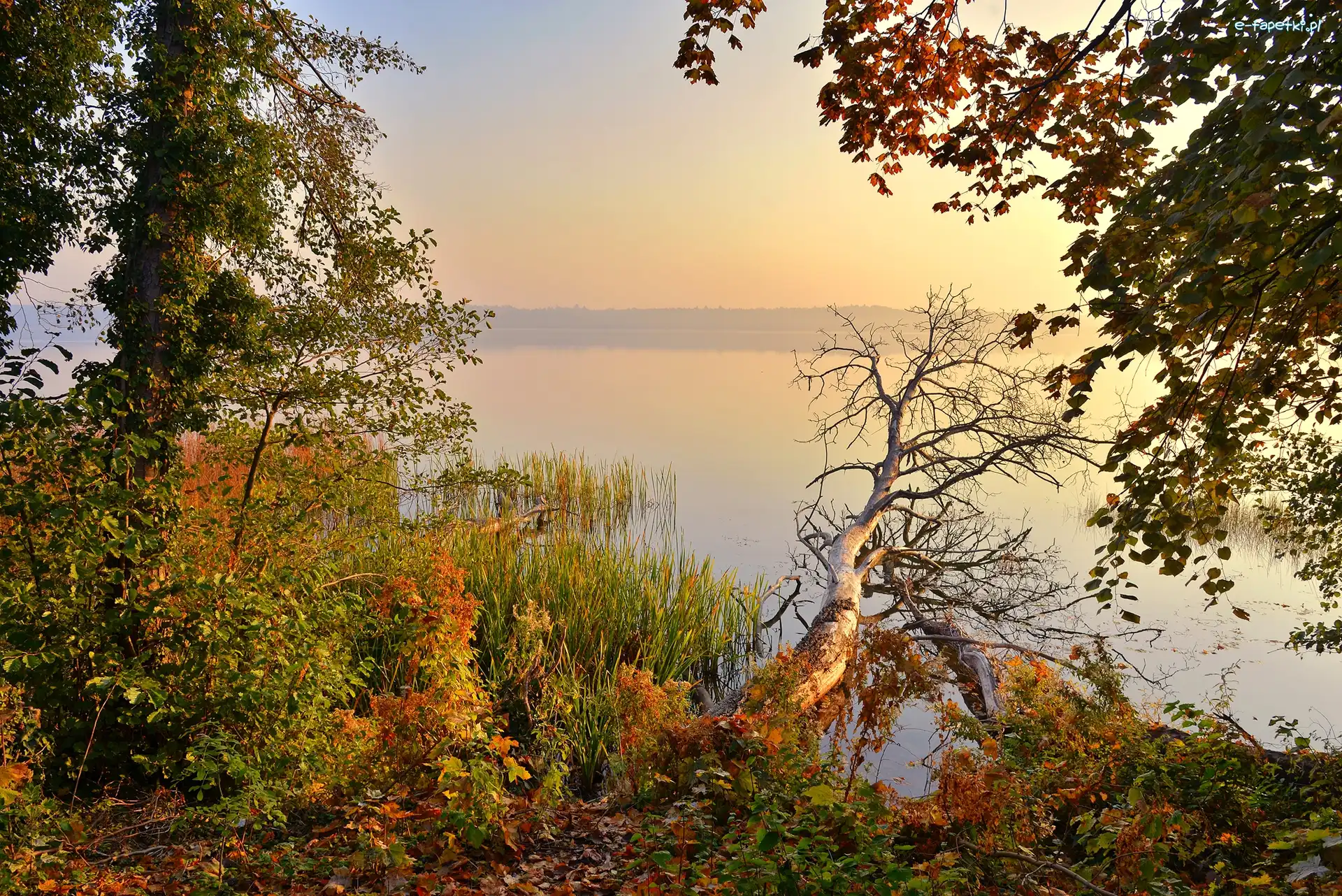 Jezioro, Rośliny, Drzewa, Poranek