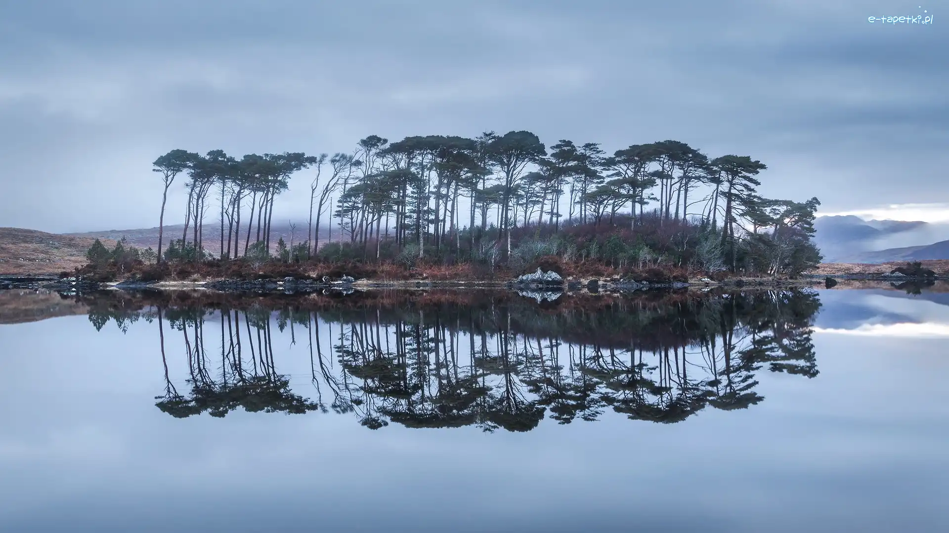 Odbicie, Drzewa, Irlandia, Region Connemara, Sosny, Jezioro Derryclare Lough, Galway, Wyspa