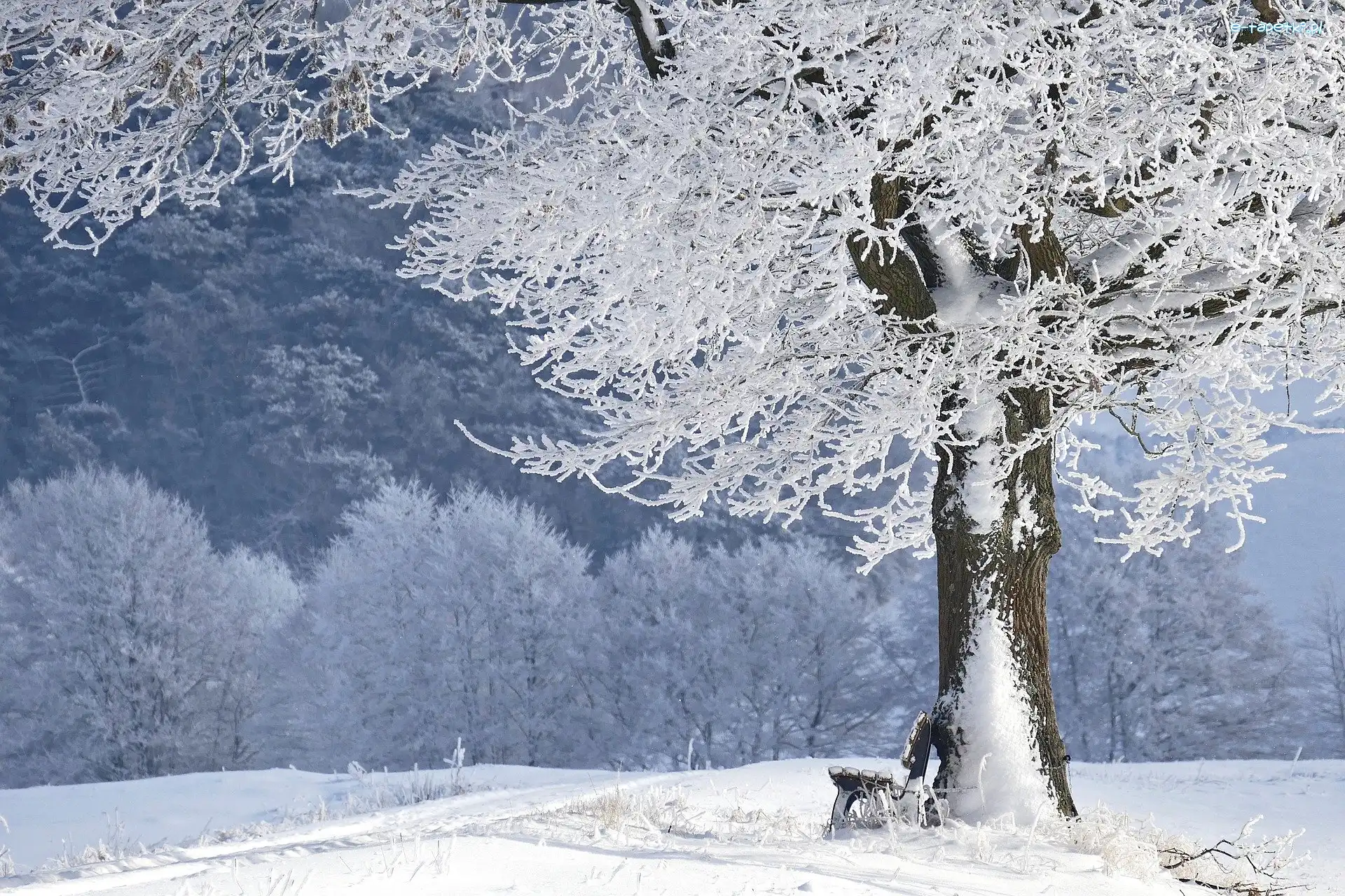 Śnieg, Drzewo, Ławka, Las, Oszronione, Zima