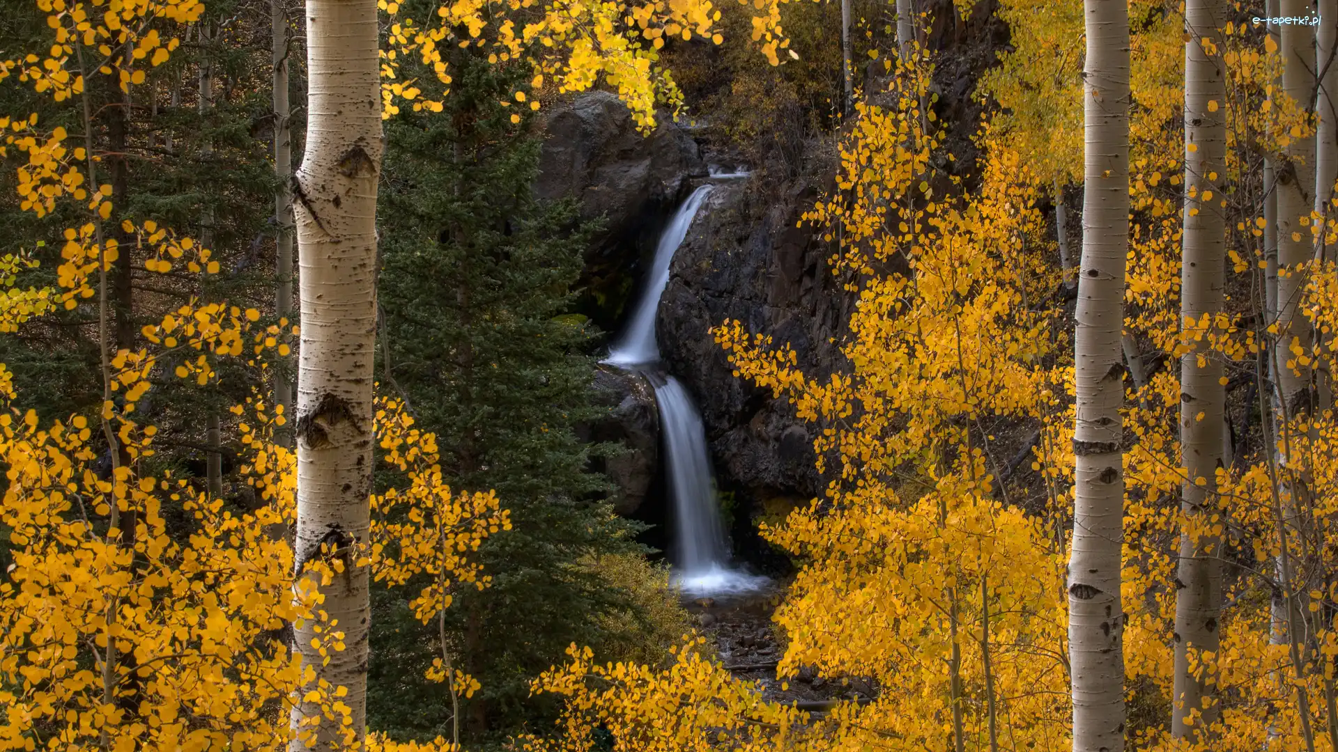 Brzozy, Las, Stany Zjednoczone, Kolorado, Drzewa, Wodospad, Nellie Creek Falls, Jesień