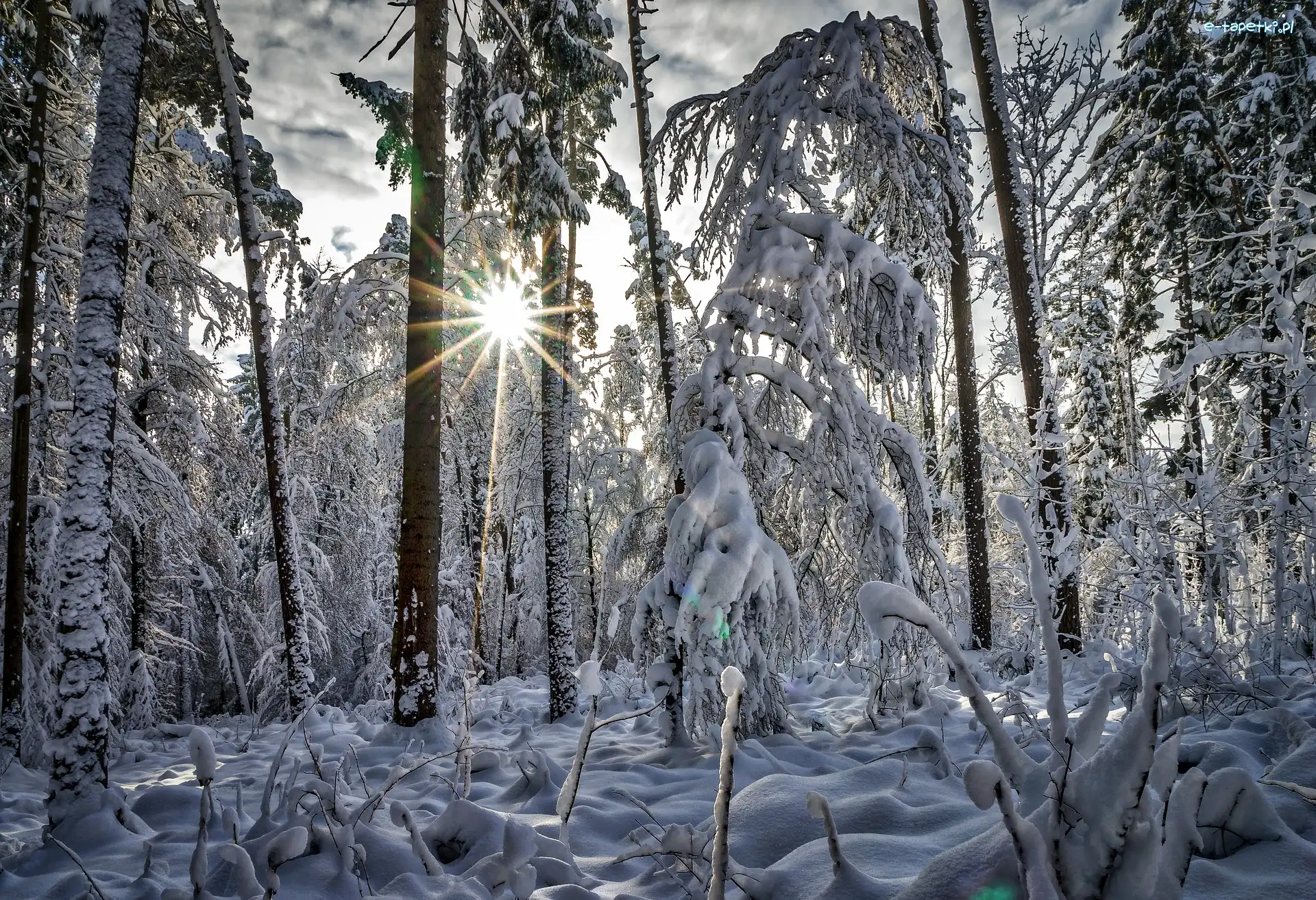 Zima, Śnieg, Las, Promienie słońca, Drzewa