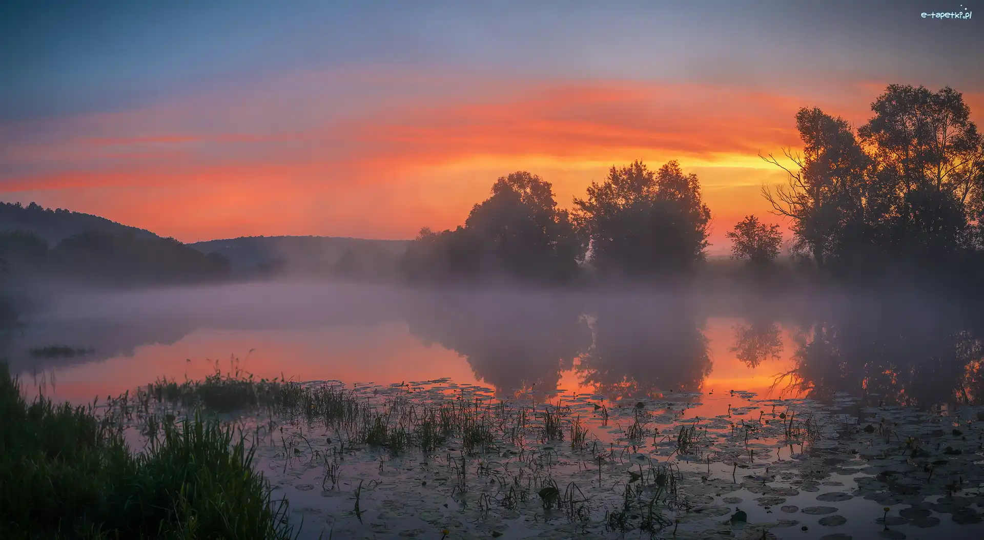 Wschód słońca, Drzewa, Trawa, Mgła, Staw, Lilii wodnych, Liście