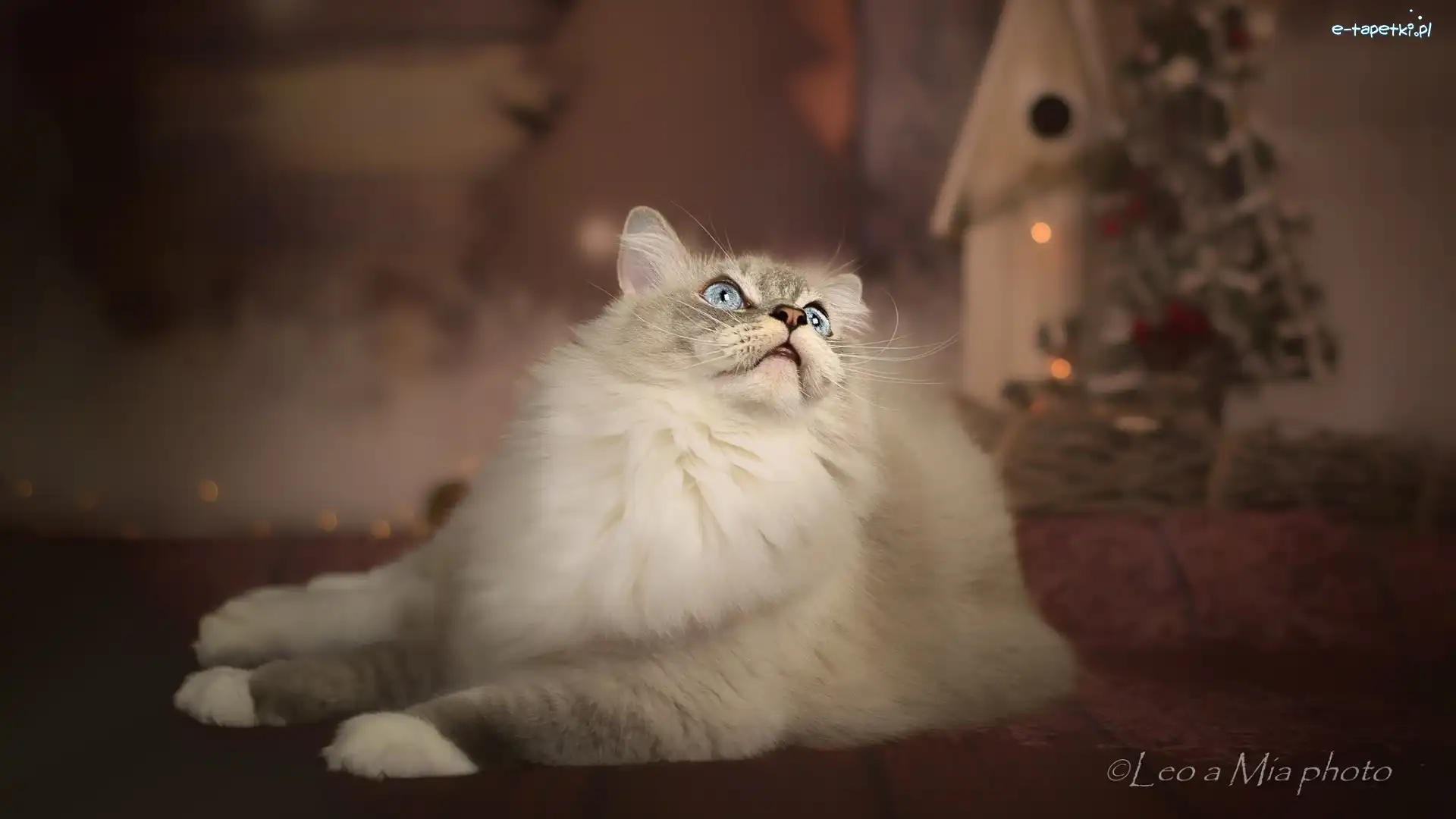 Ragdoll, Kot, Leżący