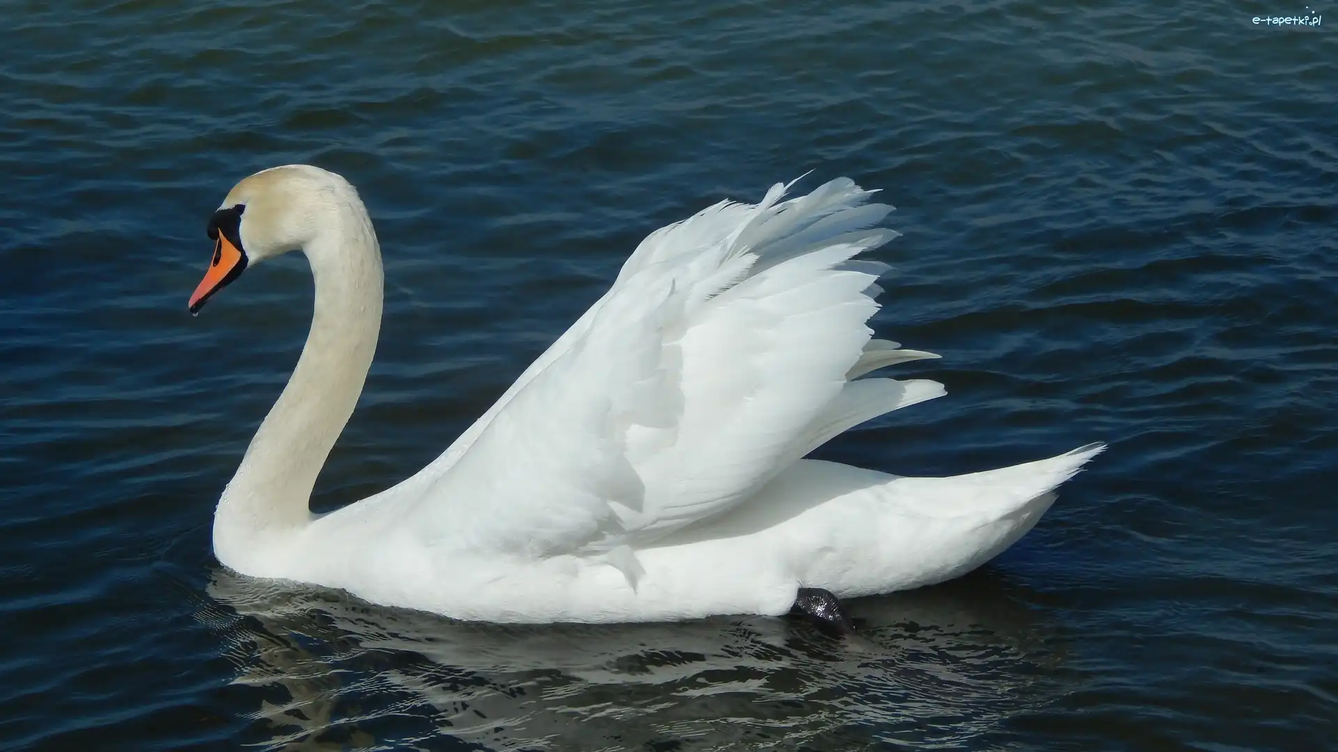 Łabędź, Biały, Woda