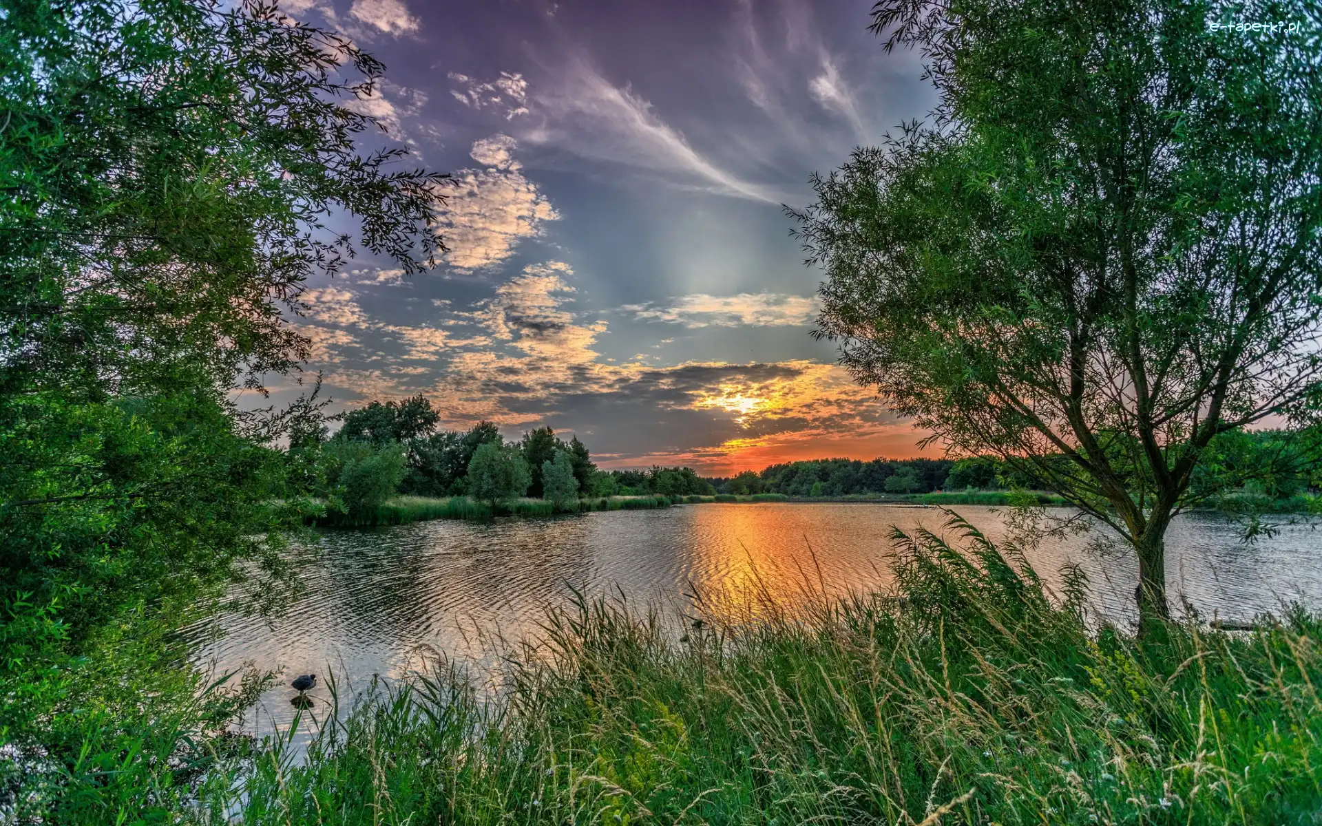 Poranek, Drzewa, Wschód słońca, Chmury, Trawa, Jezioro