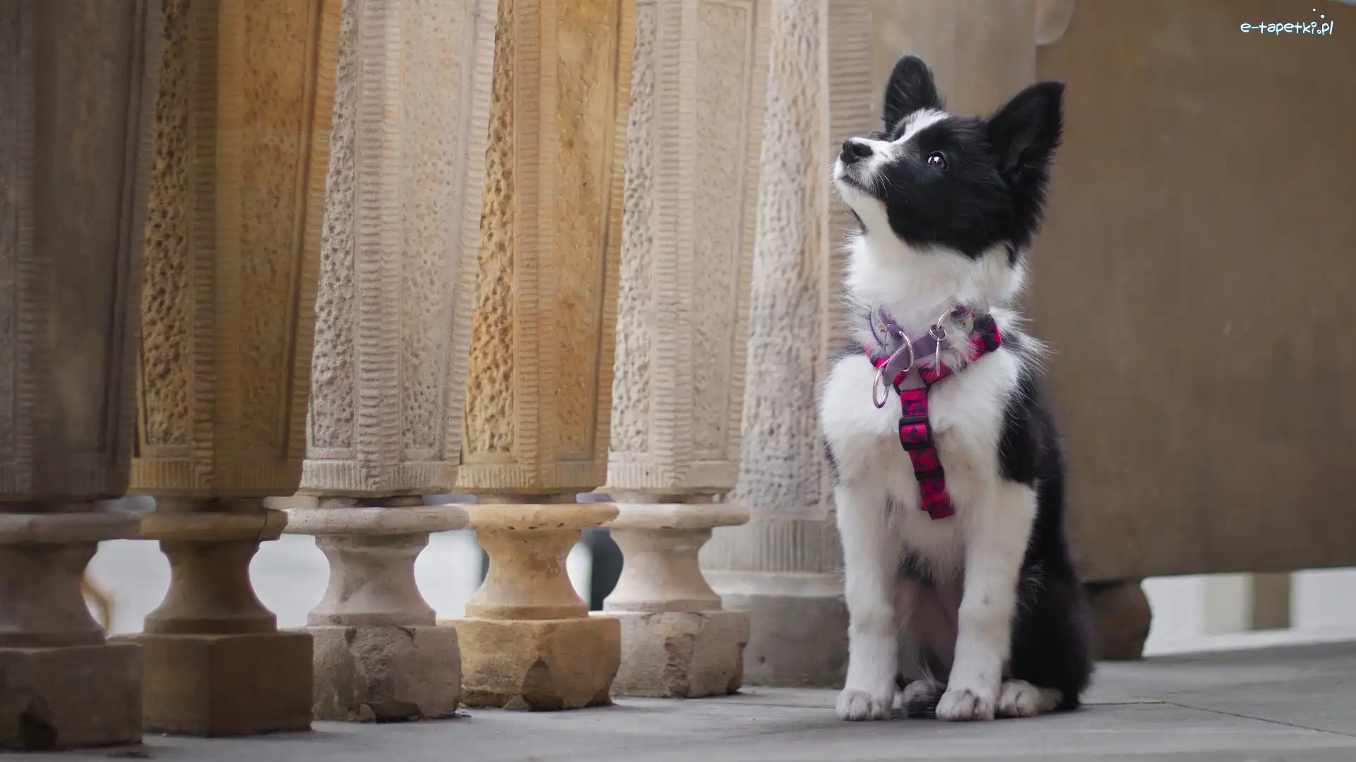 Szelki, Border collie, Szczeniak