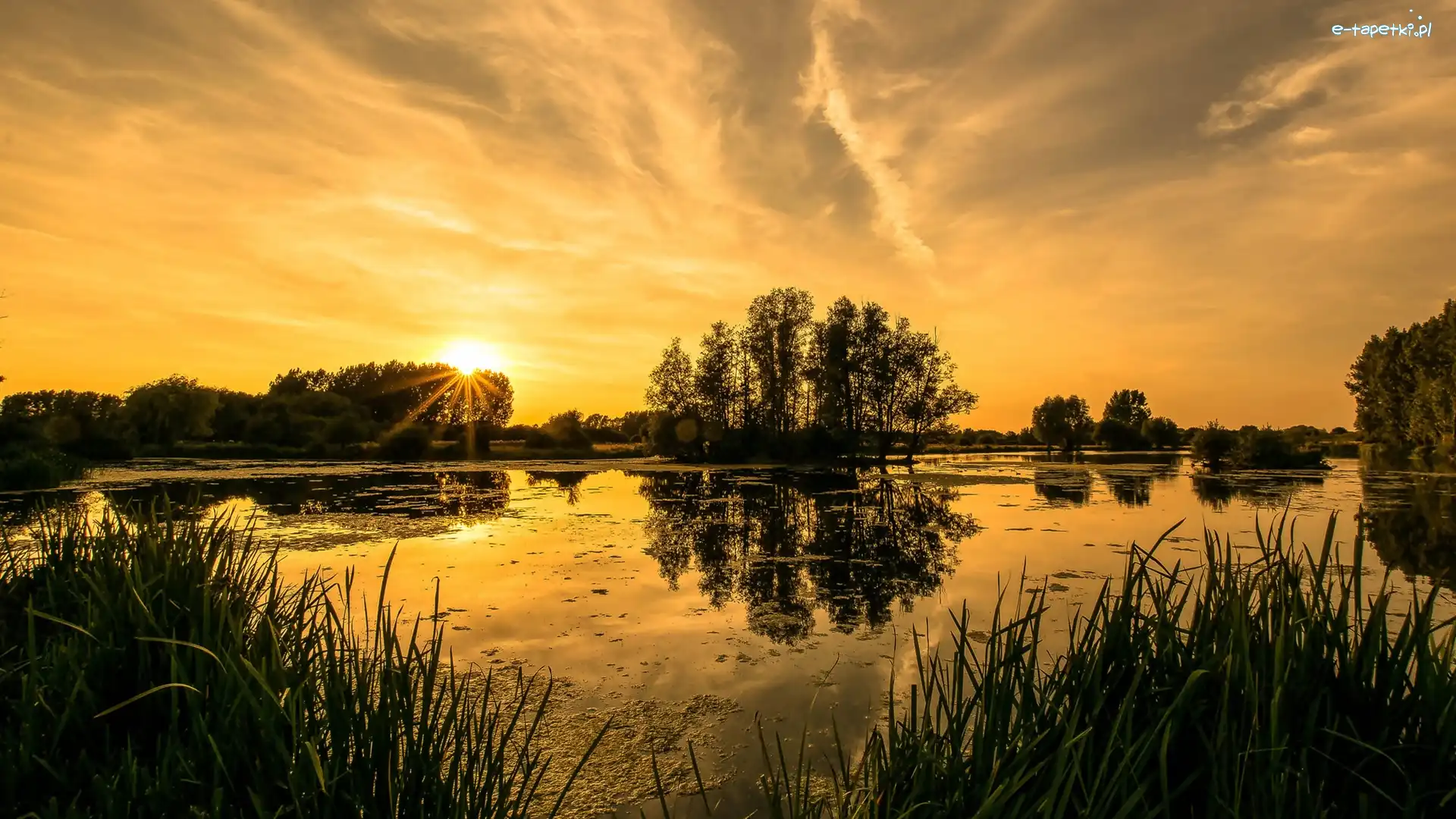 Trawy, Zachód słońca, Drzewa, Jezioro