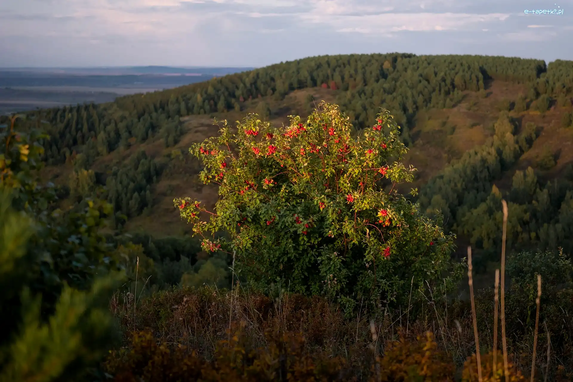 Wzgórze, Krzew, Drzewa, Owoce, Czerwone