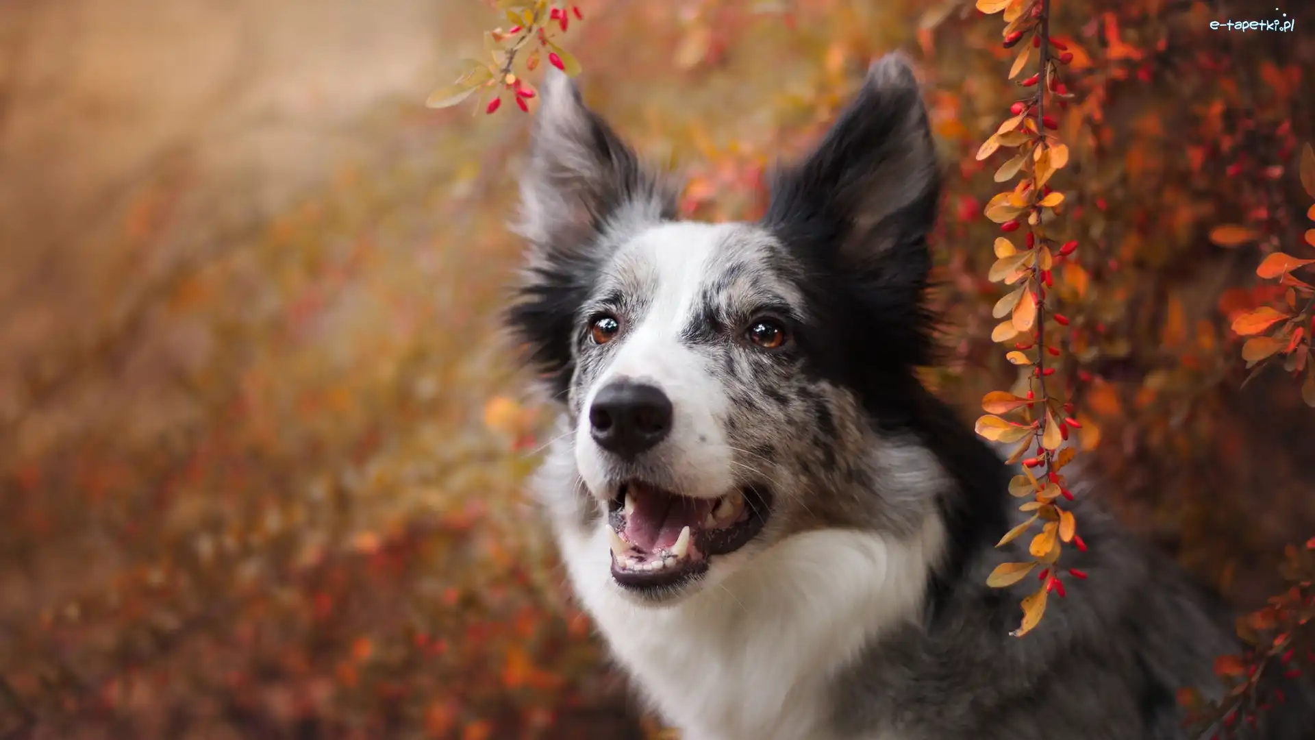 Listki, Krzew, Jesienne, Gałązki, Border collie, Pies