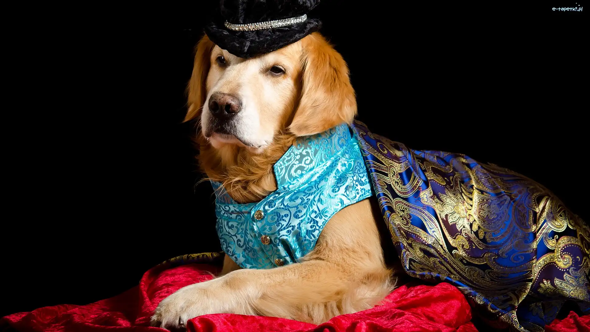 Ubranko, Czapka, Golden retriever